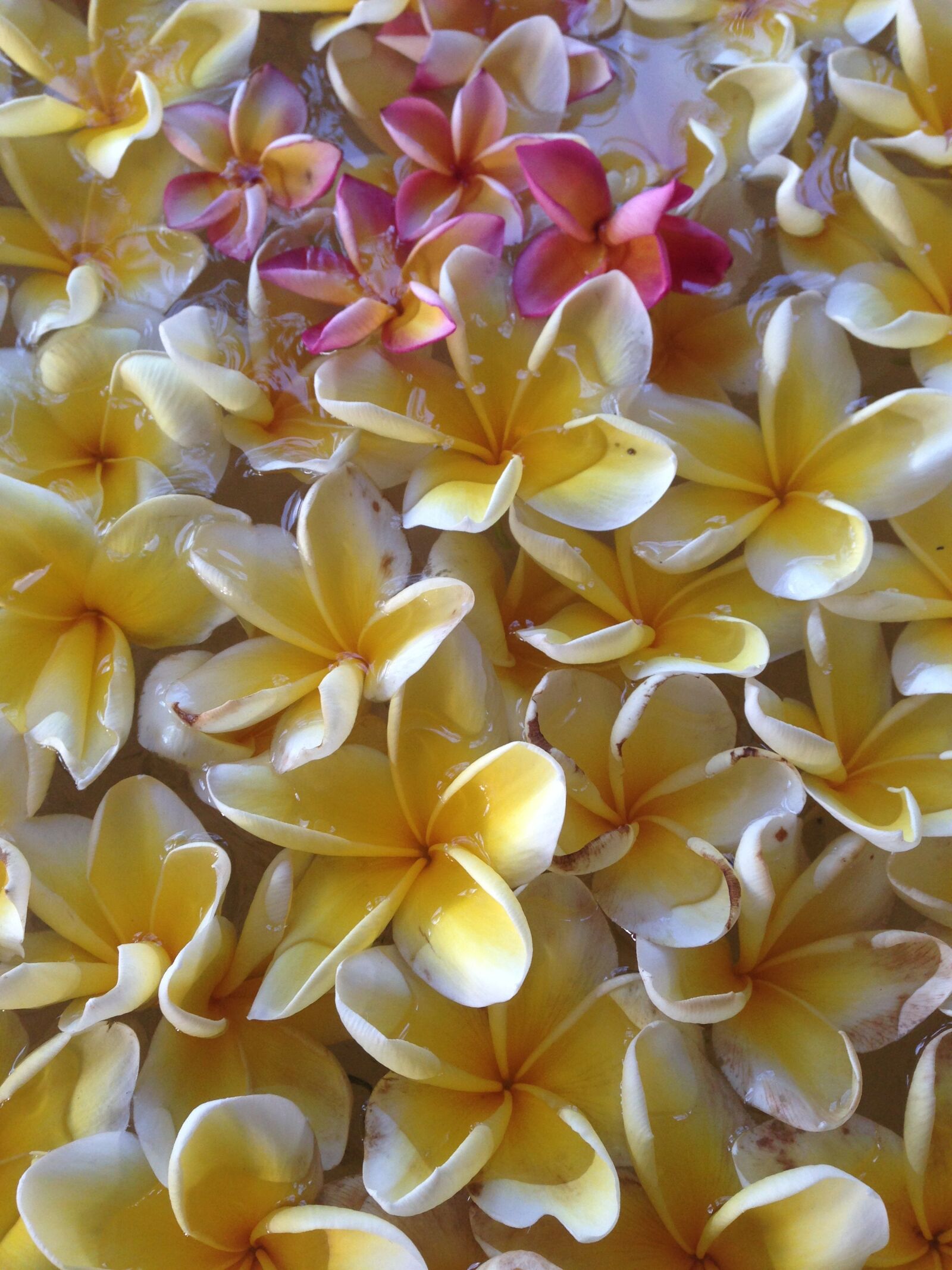 iPhone 5 back camera 4.12mm f/2.4 sample photo. Este, frangipani, gorgeous photography