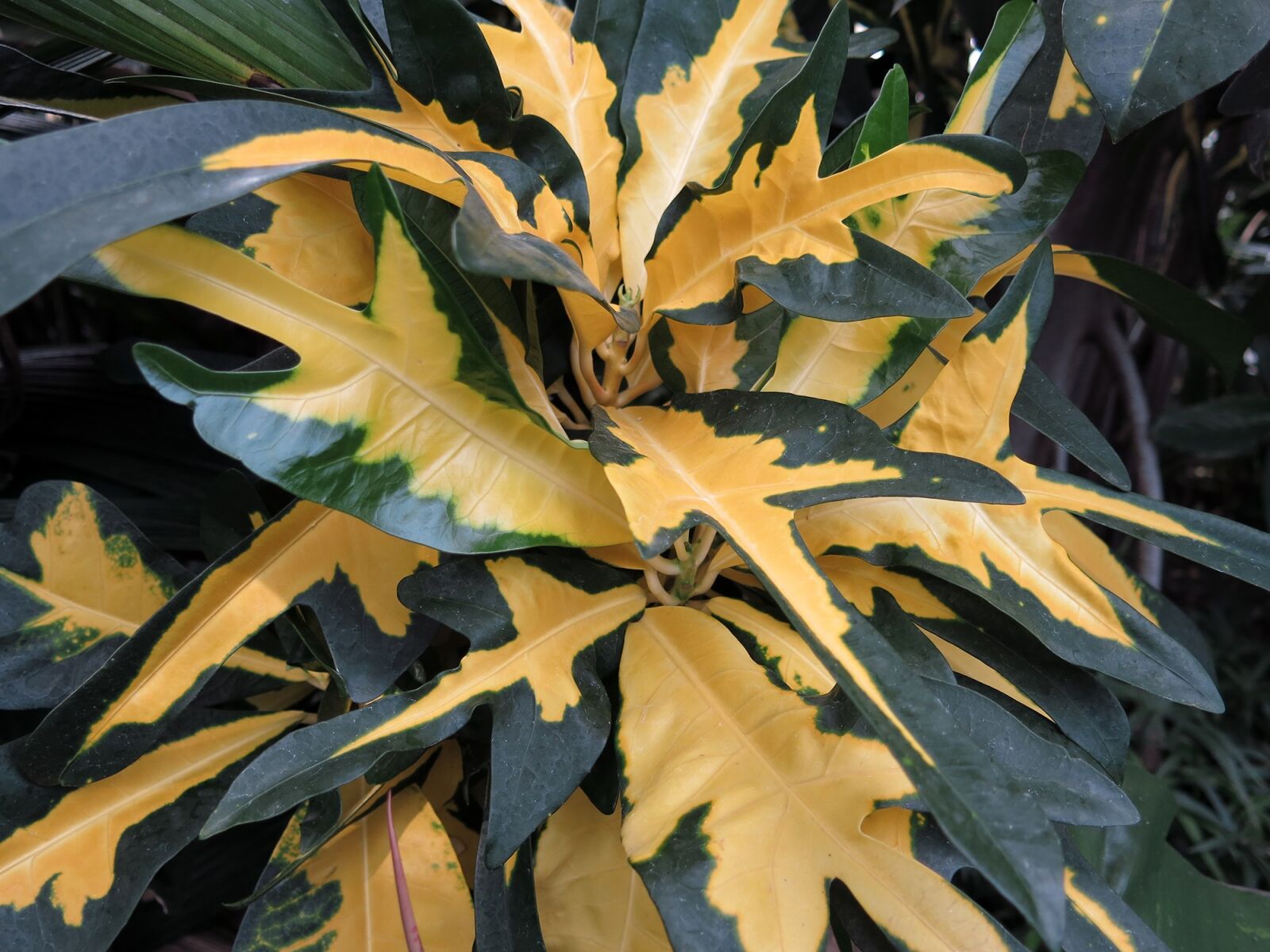 Canon PowerShot G15 sample photo. Yellow leaves, plant, orangery photography