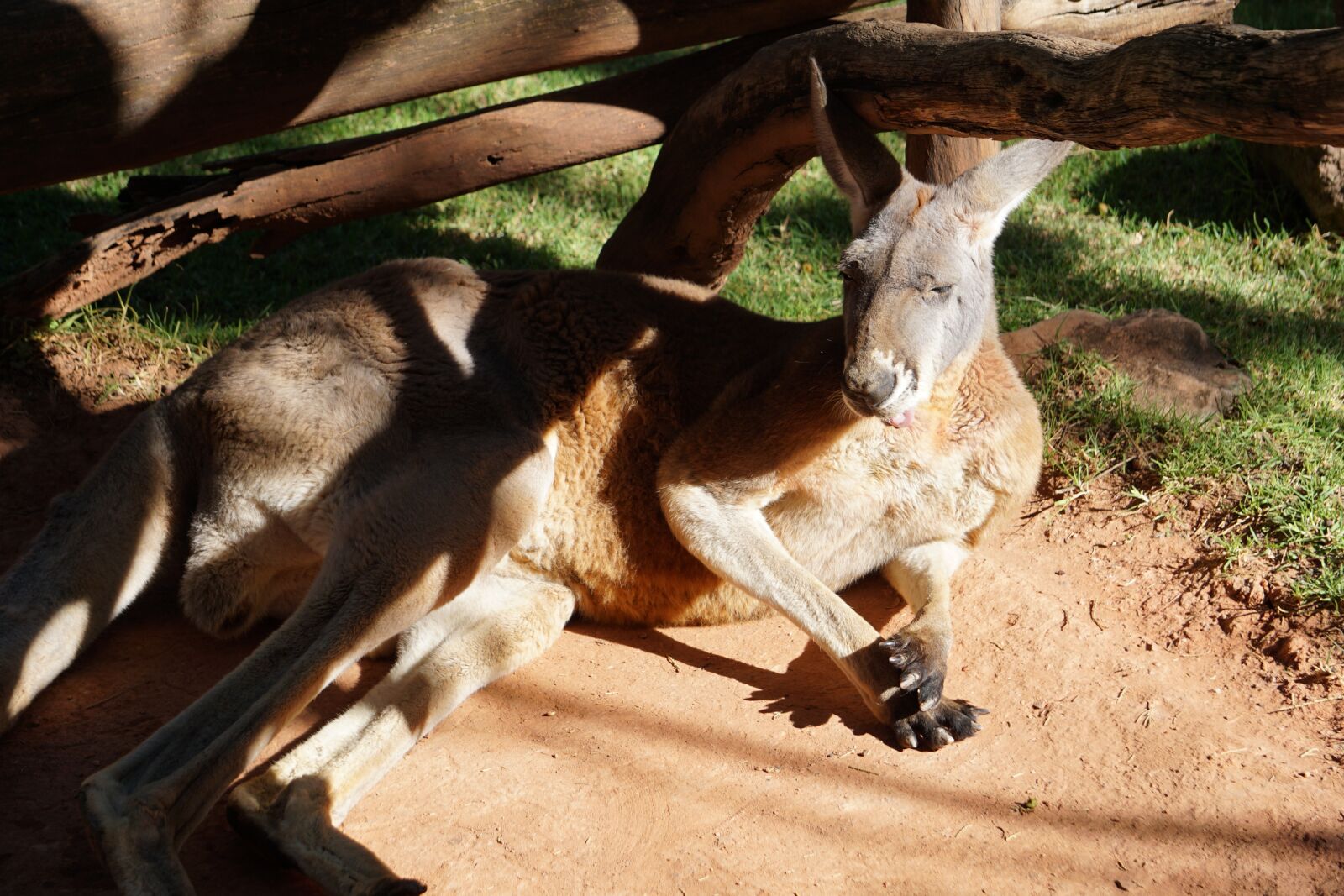 Sony E 55-210mm F4.5-6.3 OSS sample photo. Kangaroo, animal, animals photography