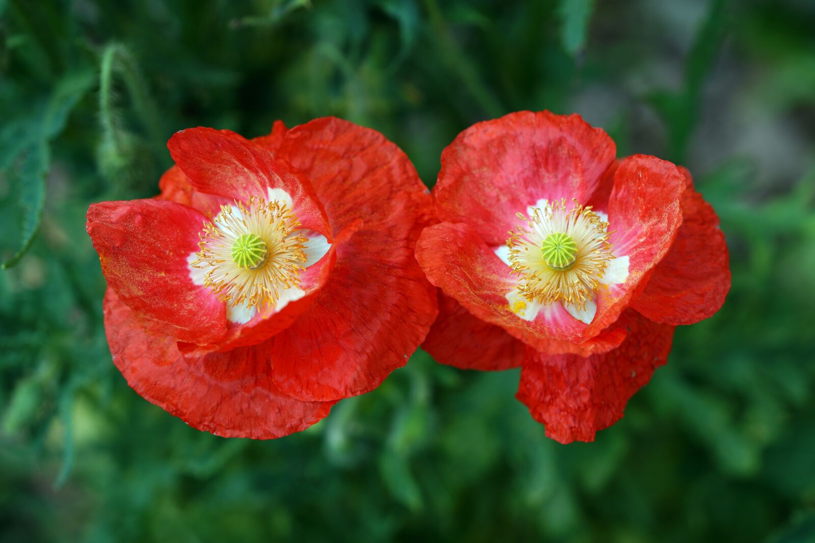 Sony a7R III sample photo. Poppy, nature, flower photography