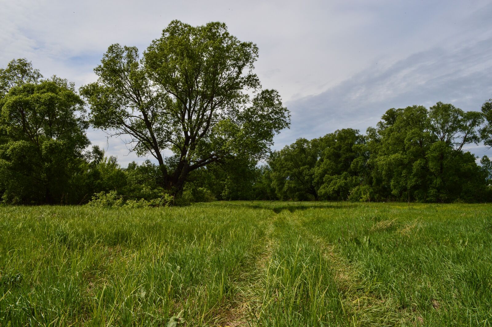 Nikon D3200 sample photo. Field, meadow, nature photography