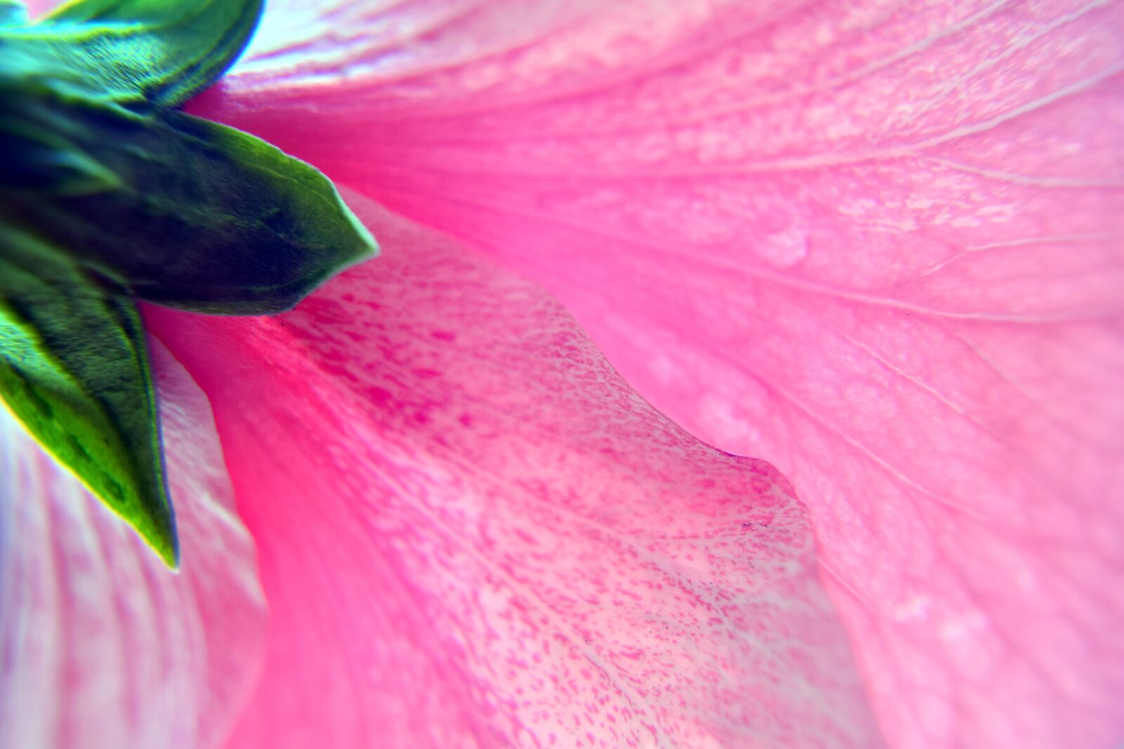 Nikon D5300 sample photo. Hibiscus, flower, pink photography