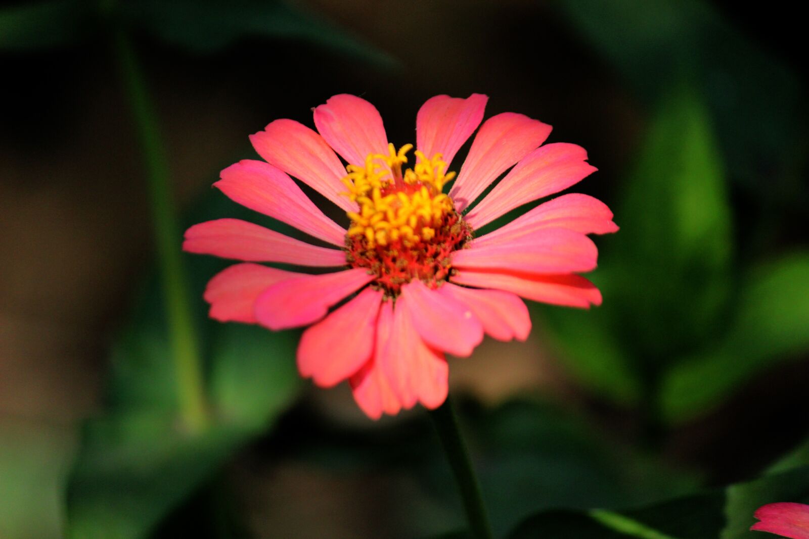 Canon EOS 600D (Rebel EOS T3i / EOS Kiss X5) sample photo. Rose, romantic, garden photography