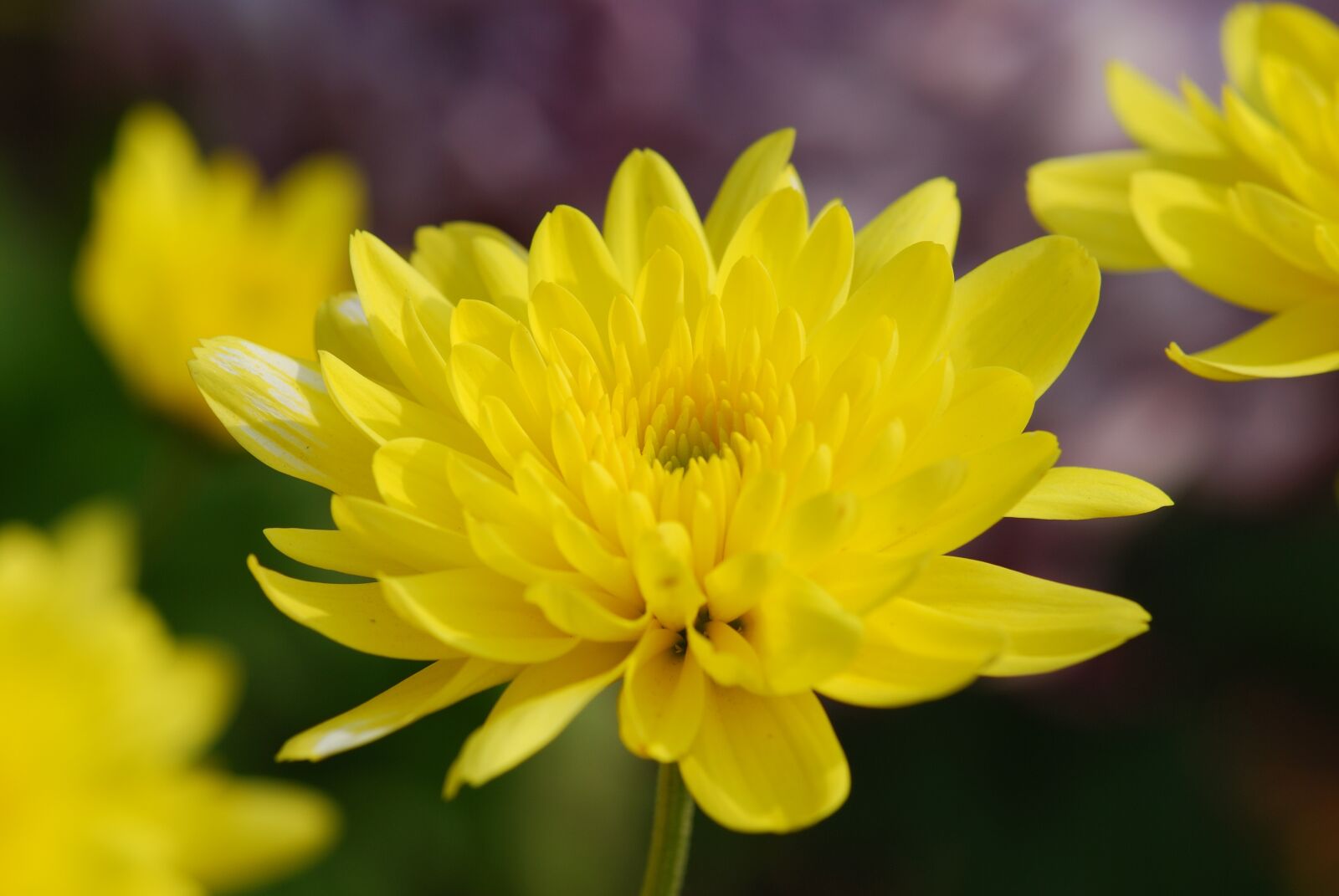 Nikon D80 sample photo. Nature, flowers, plants photography