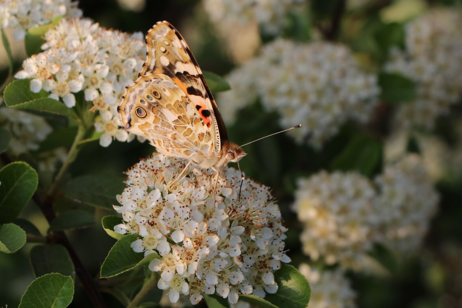 Canon EF-S 18-135mm F3.5-5.6 IS USM sample photo. Butterfly, spring, flower photography