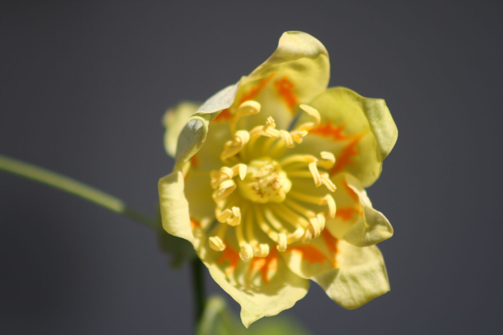 Canon EOS 1000D (EOS Digital Rebel XS / EOS Kiss F) sample photo. Flower, tulip tree, blossom photography