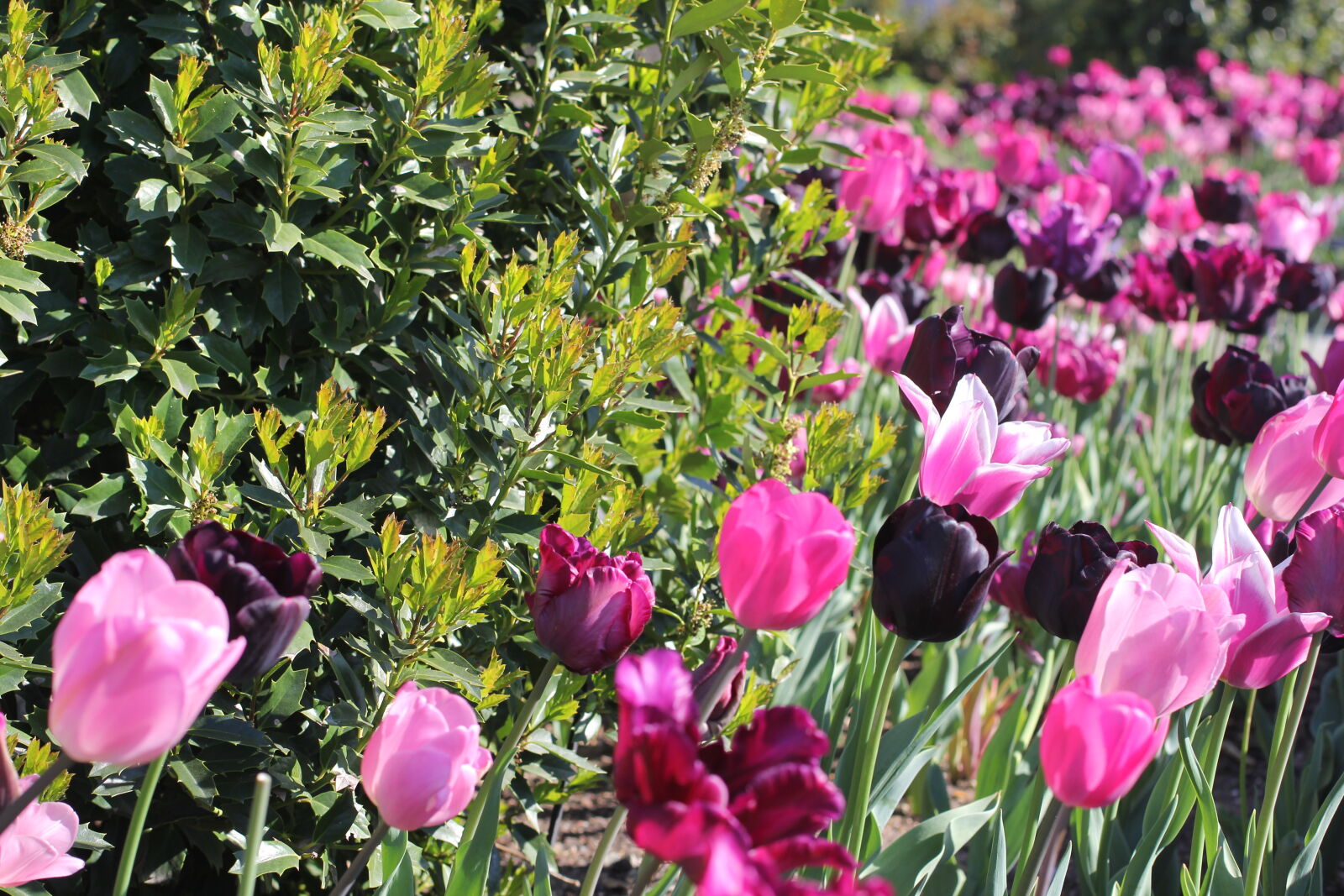 Canon EF 50mm F2.5 Macro sample photo. Flowers, purple, spring, tulips photography