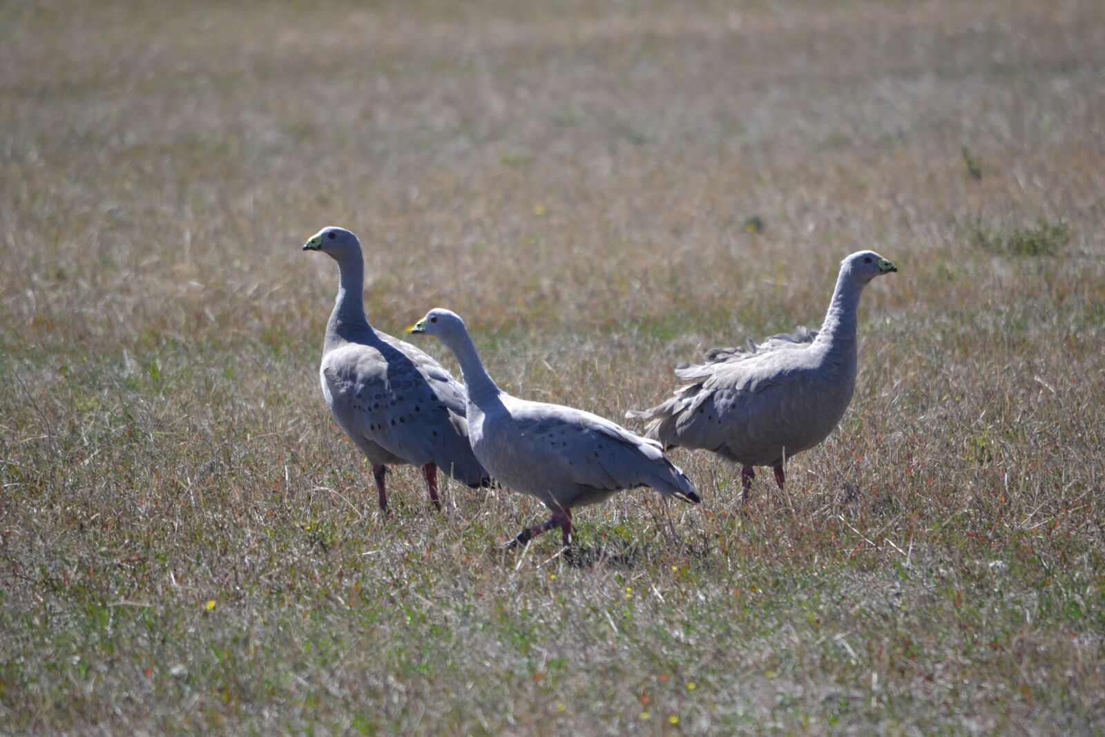 Nikon D3100 sample photo. Cape barren geese, geese photography