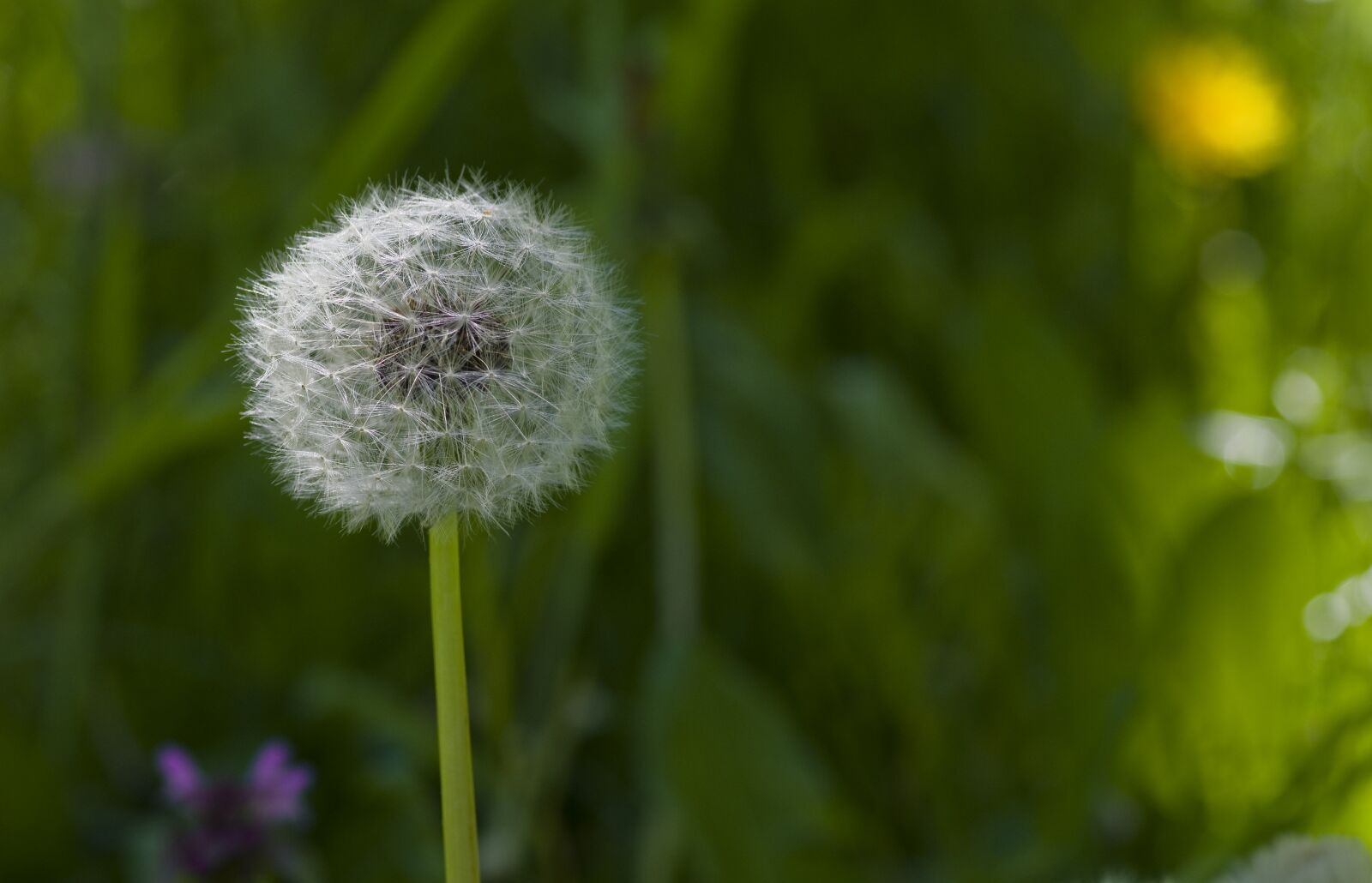 Pentax K-30 sample photo. Dandelion, flower meadow, meadow photography