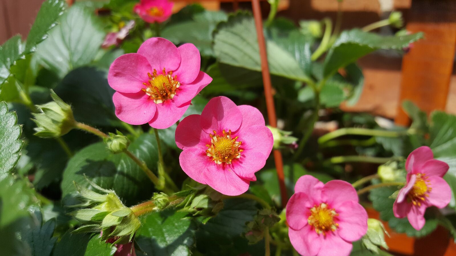 Samsung Galaxy S6 sample photo. Strawberry, flower, strawberry hanging photography