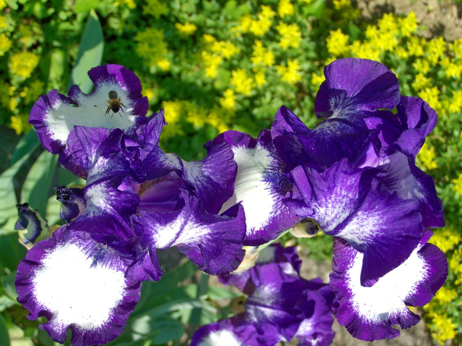 Kodak EASYSHARE ZD710 ZOOM DIGITAL CAMERA sample photo. Iris, fleur-de-lis, purple-white flowers photography