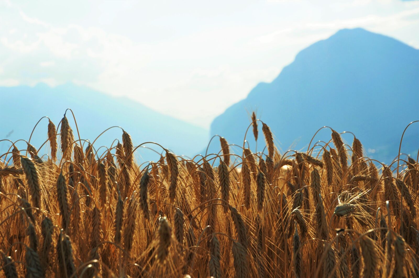 Nikon D300S sample photo. Wheat, field, mountains photography