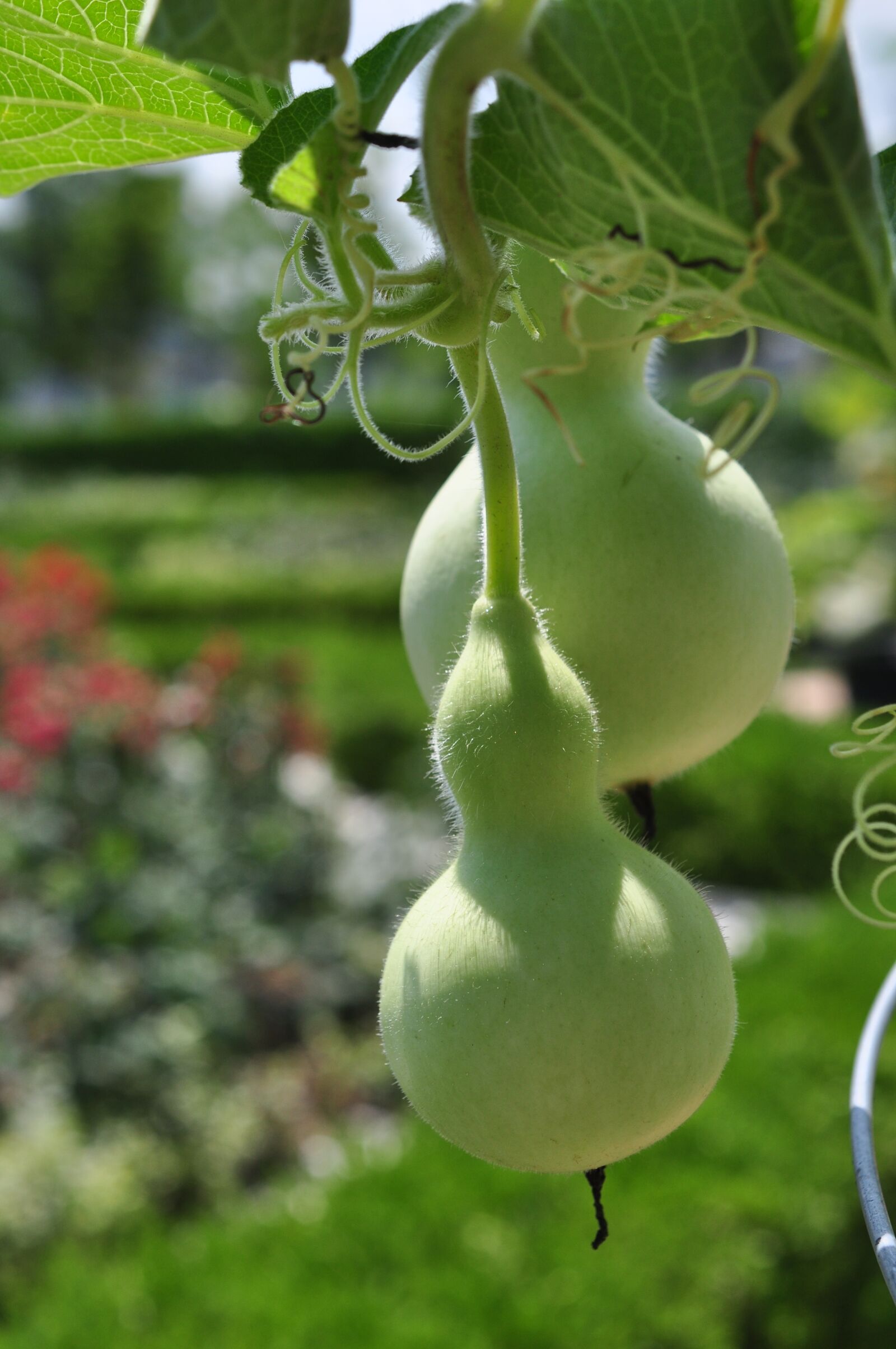 Nikon D90 sample photo. Gourd, green, han river photography