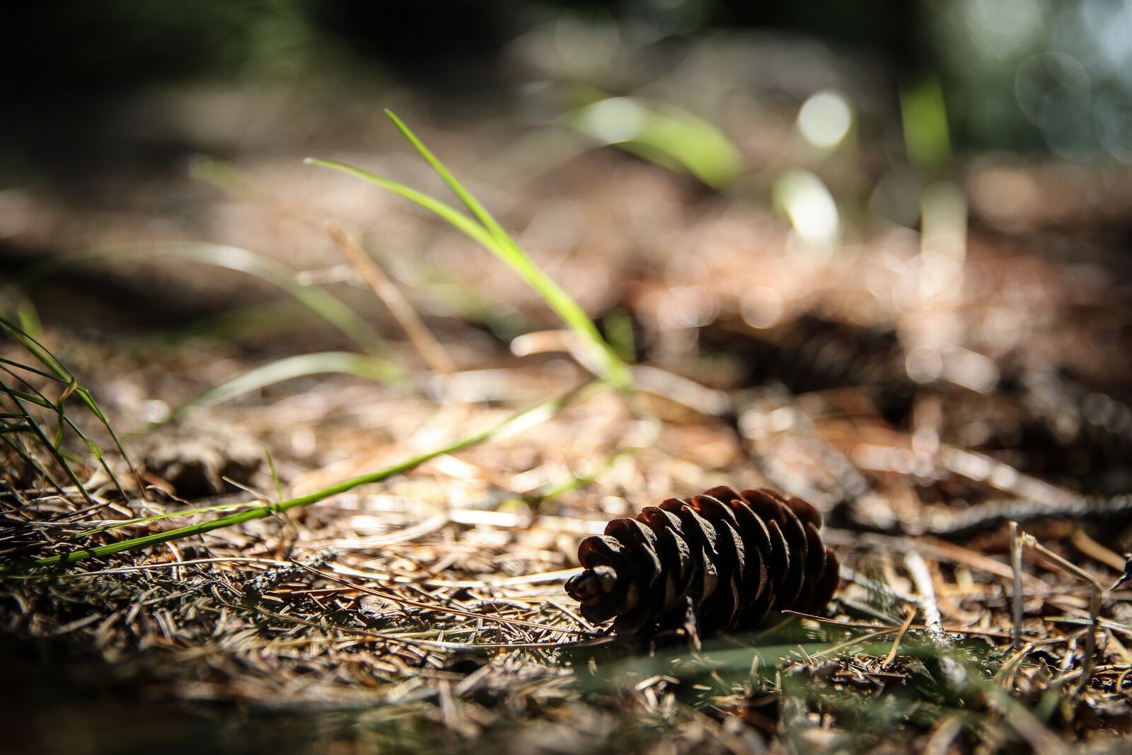 Canon EF 24-70mm F2.8L II USM sample photo. Nature, wood, outdoors photography