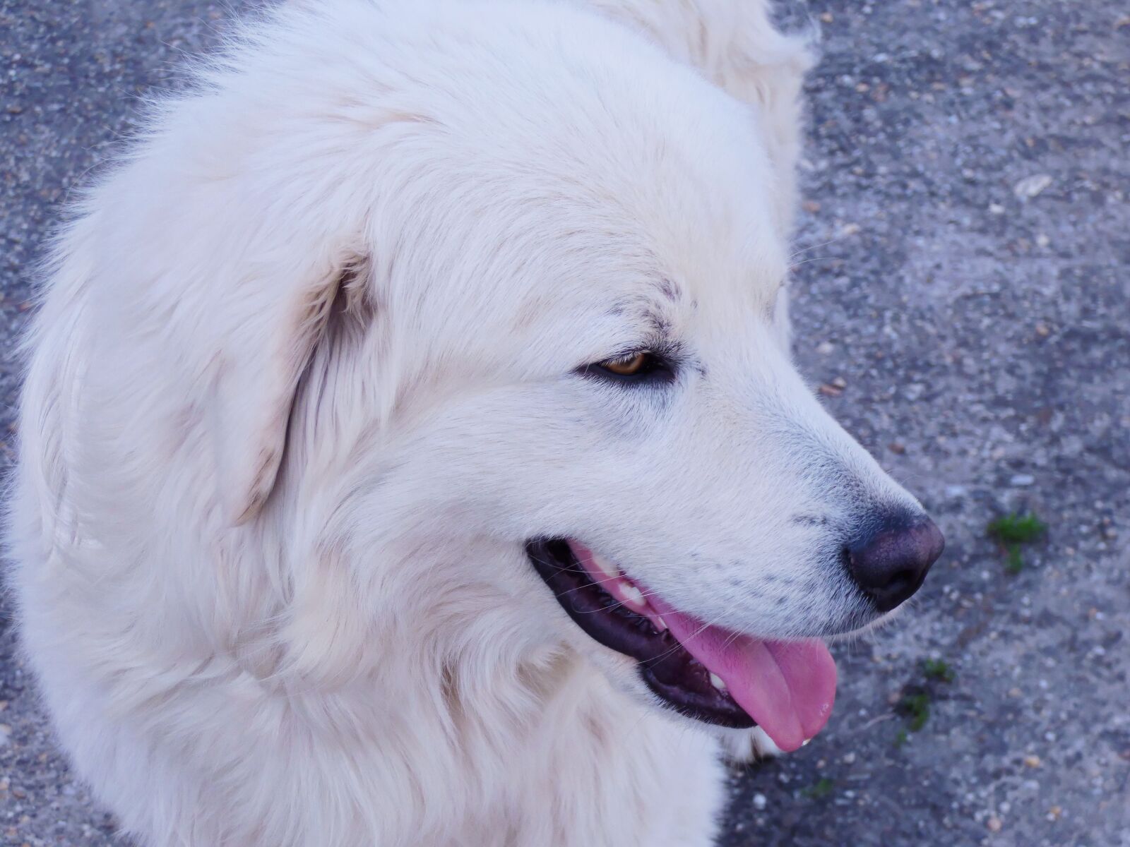 Panasonic DMC-FZ72 sample photo. Dog, smile, white photography