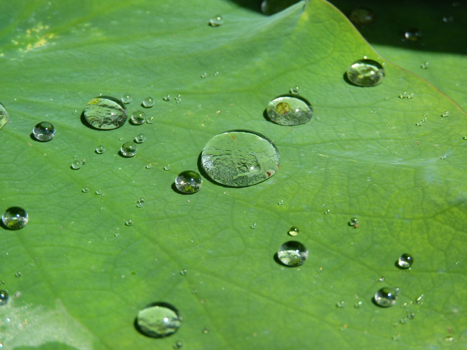 Panasonic Lumix DMC-FZ35 (Lumix DMC-FZ38) sample photo. Lotus effect, drip, water photography