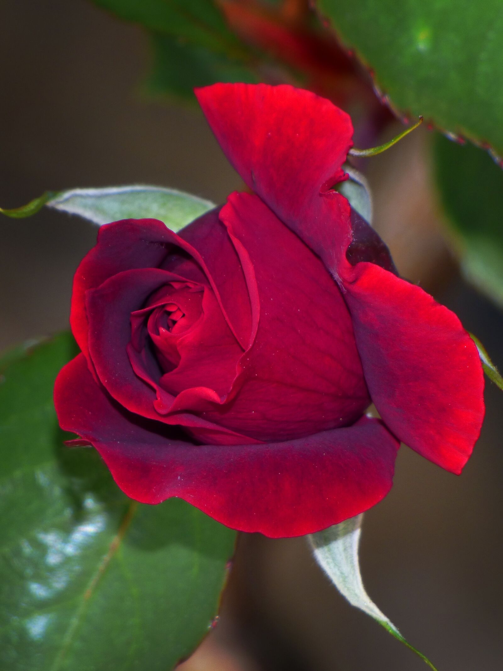 Panasonic Lumix DMC-FZ70 sample photo. Rosa, cocoon, red rose photography