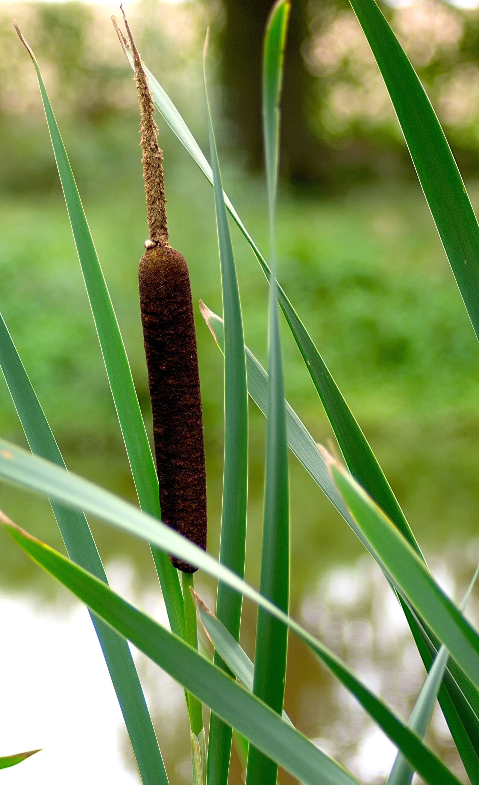 Nikon D3300 sample photo. Cattail, reed, marsh plant photography