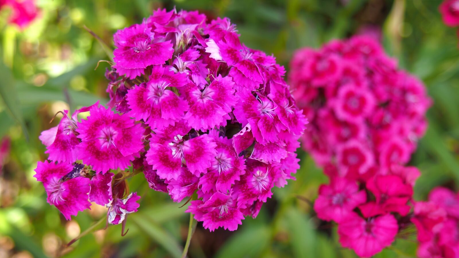 Olympus PEN E-PL6 sample photo. Flower, blooms, pink photography