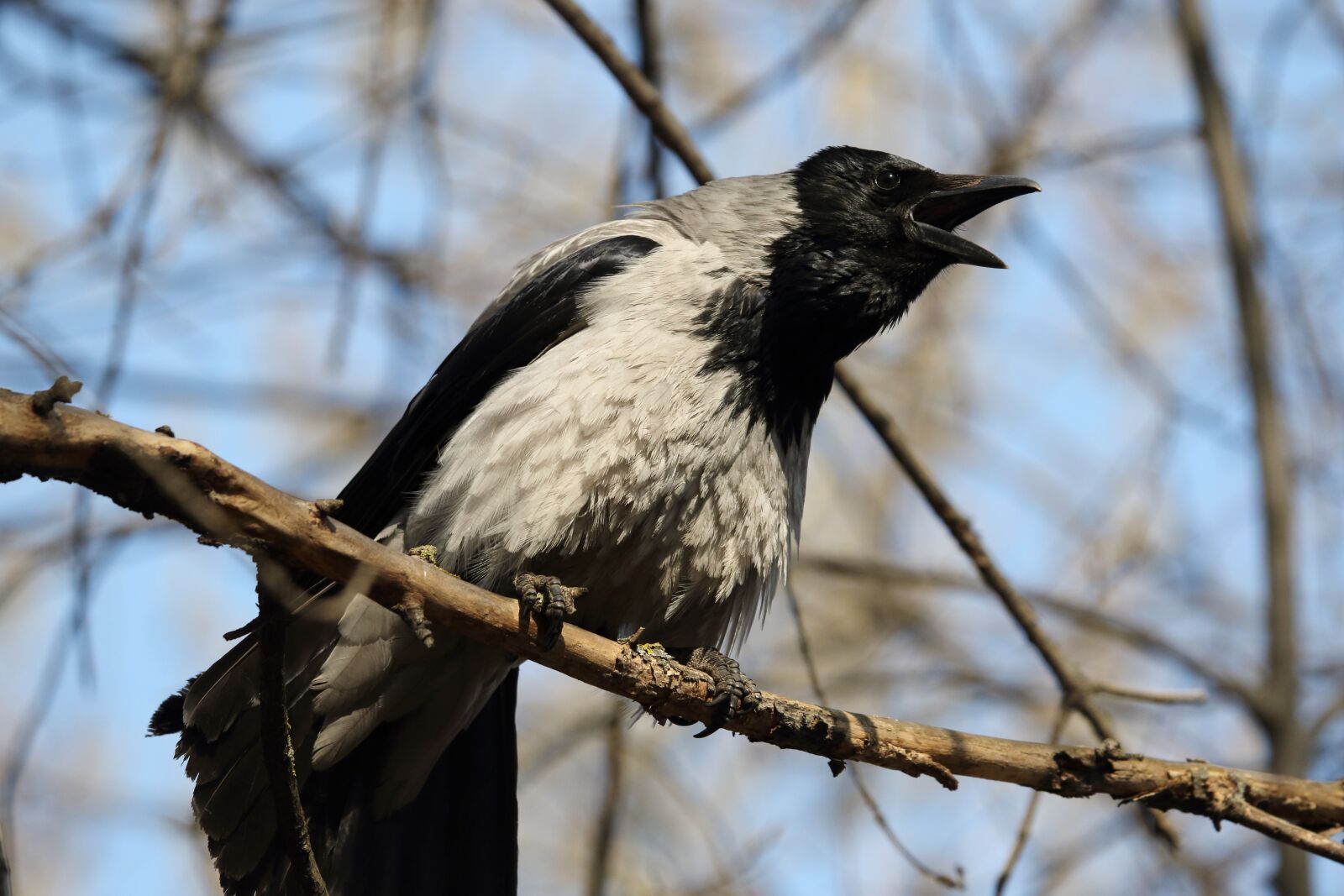 Sigma 100-400mm F5-6.3 DG OS HSM sample photo. Crow, song, sings photography