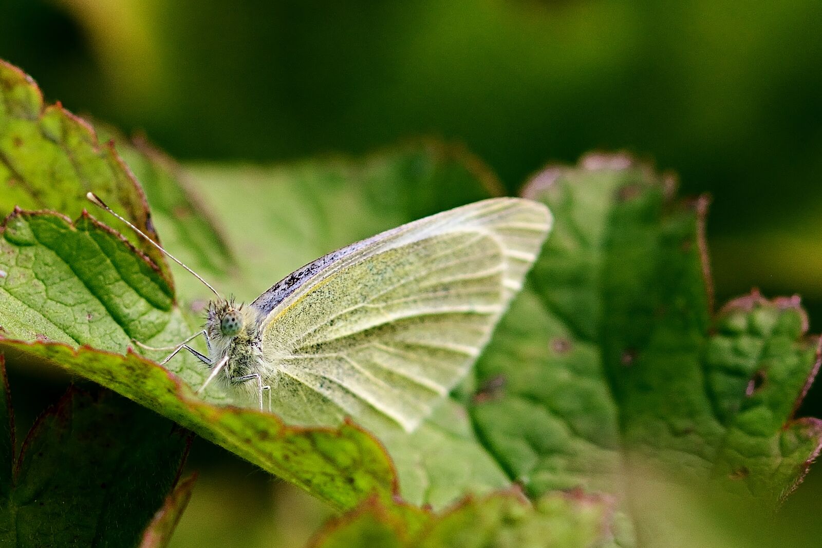 Nikon D5200 sample photo. Nature, white, close up photography
