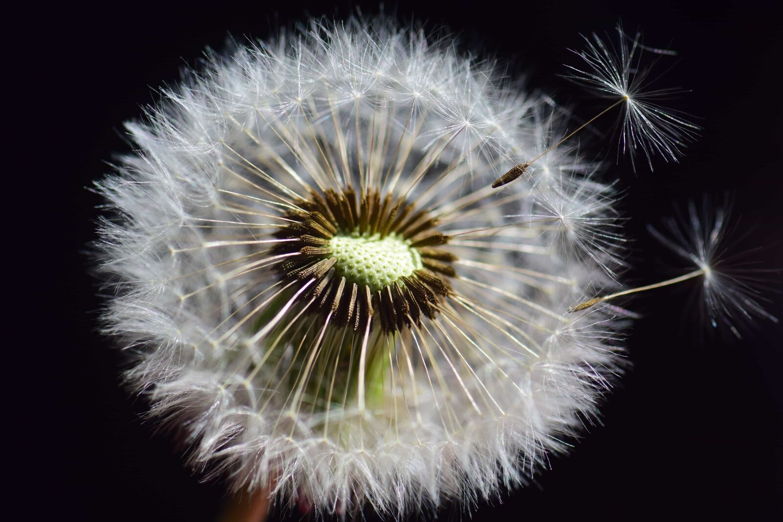Nikon D3300 sample photo. Dandelion, macro, wind, seed photography