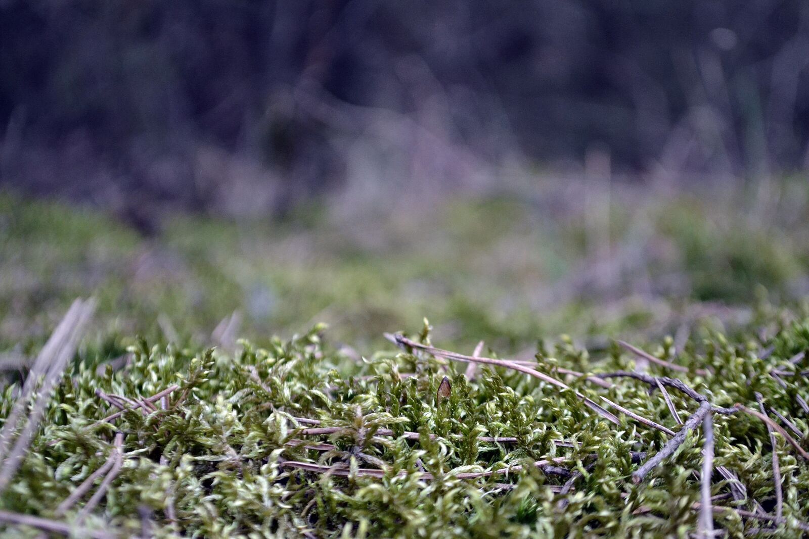 Nikon D3100 sample photo. Moss, forest, macro photography