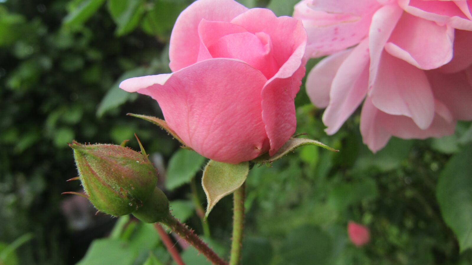 Canon POWERSHOT SX432 IS sample photo. Desing, greeting, season photography