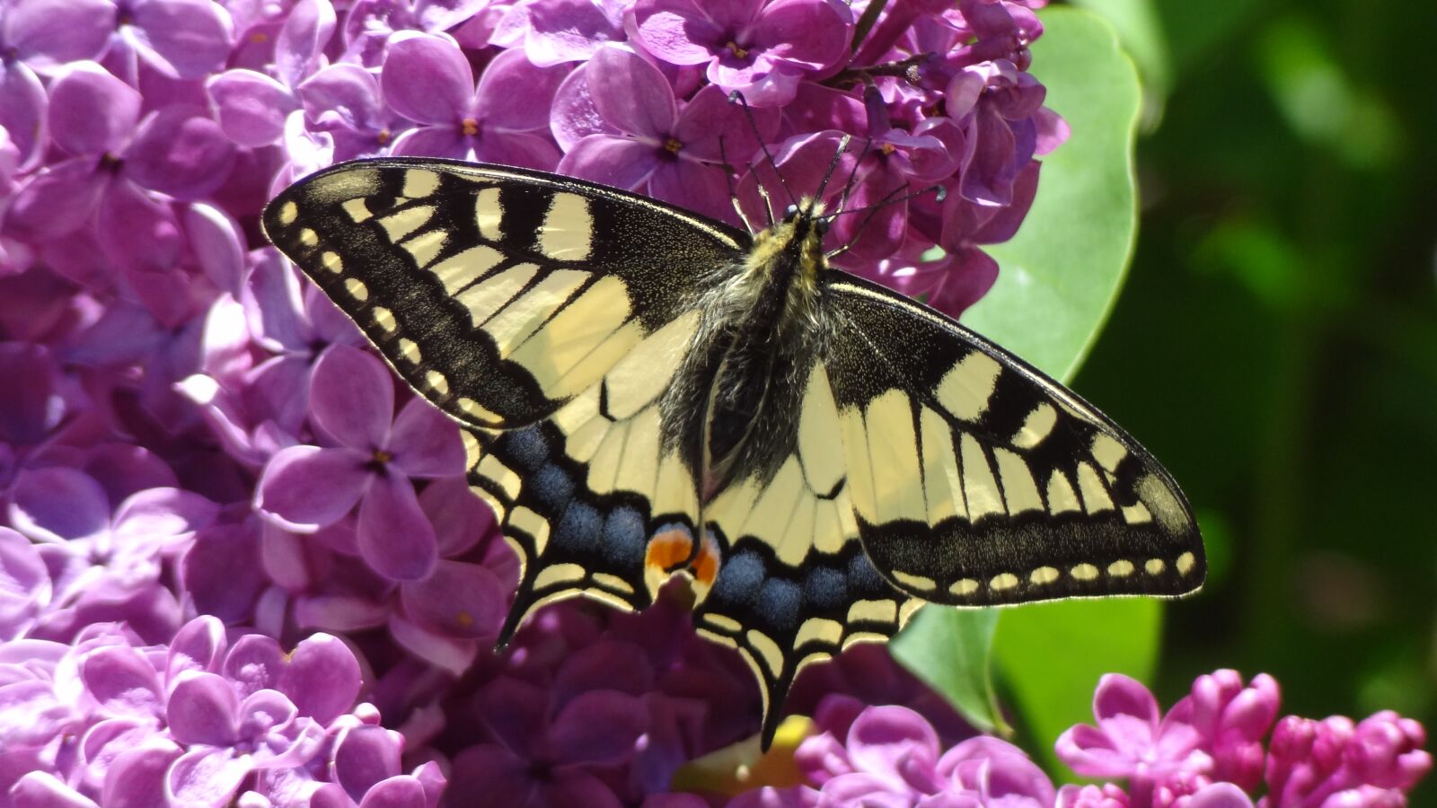 Sony Cyber-shot DSC-HX9V sample photo. Butterfly, nature, animal photography