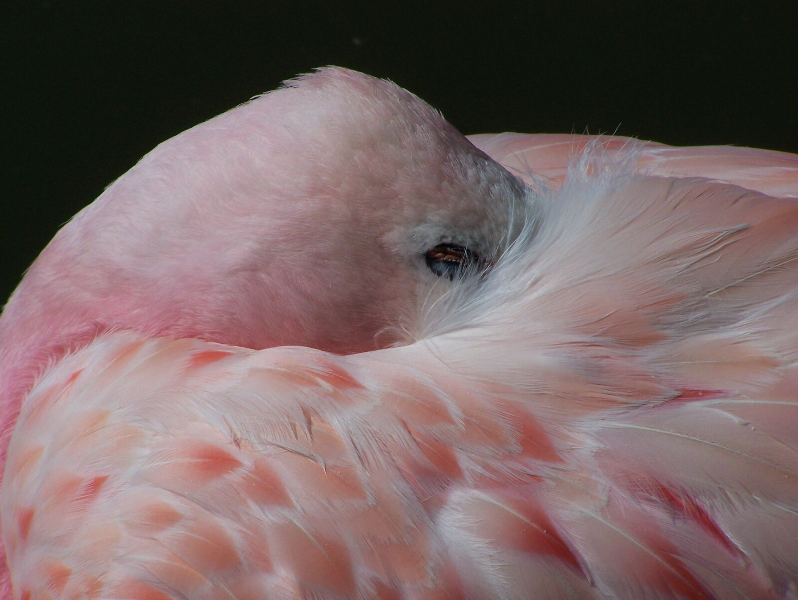 Kodak Z650 ZOOM DIGITAL CAMERA sample photo. Flamingo, bird, pink photography