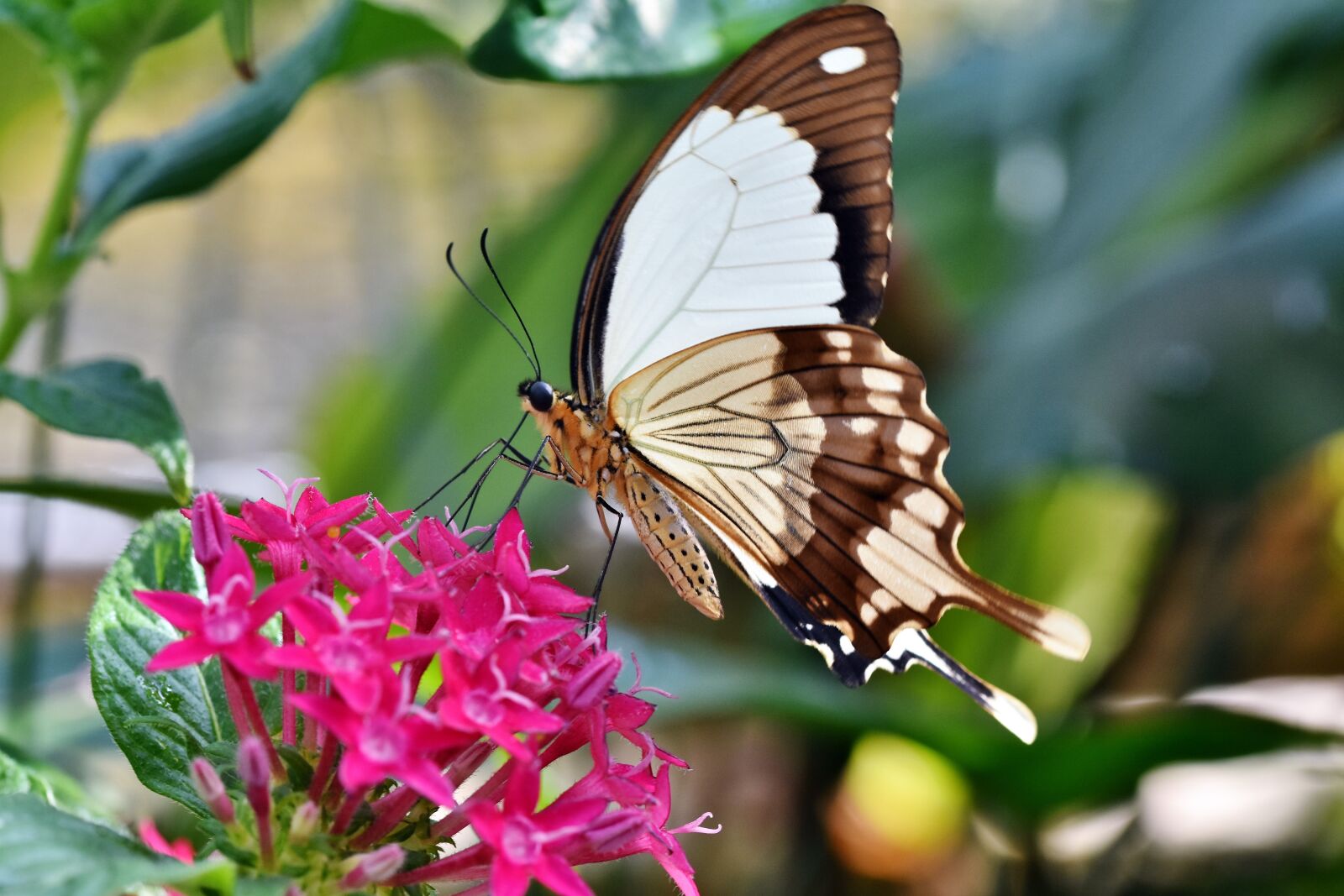 Nikon D7200 sample photo. Butterfly, tropical butterfly, exotic photography