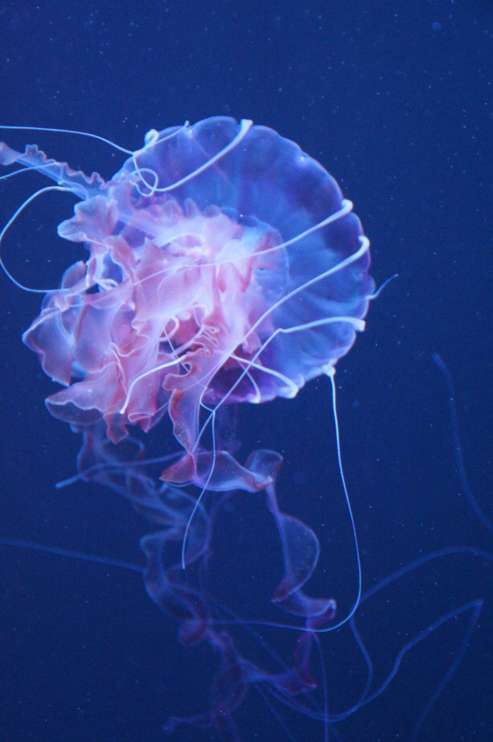 Sony SLT-A58 sample photo. Jellyfish, mollusk, fluorescent photography