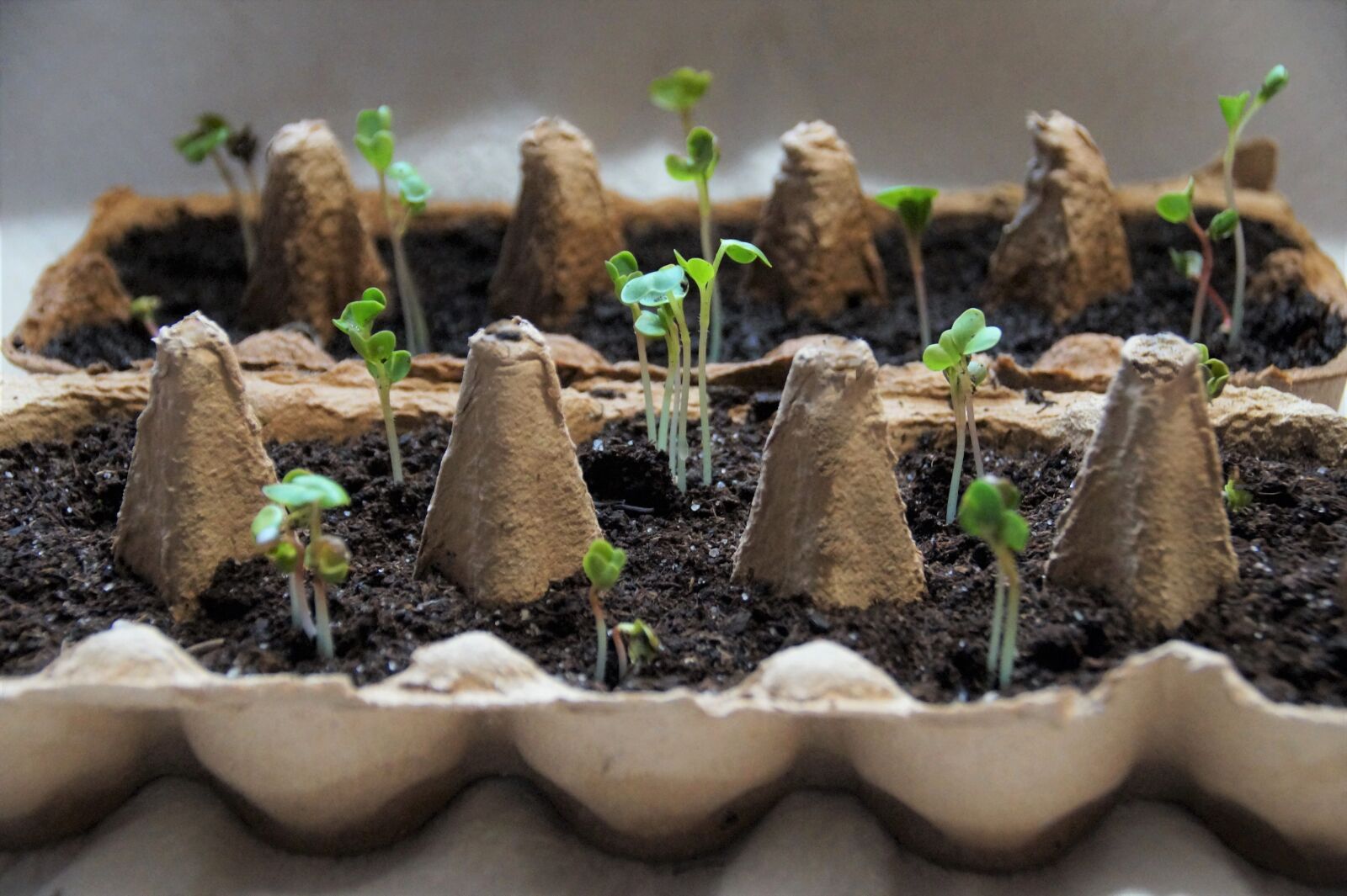 Sony SLT-A58 sample photo. Seeds, planting, plants photography
