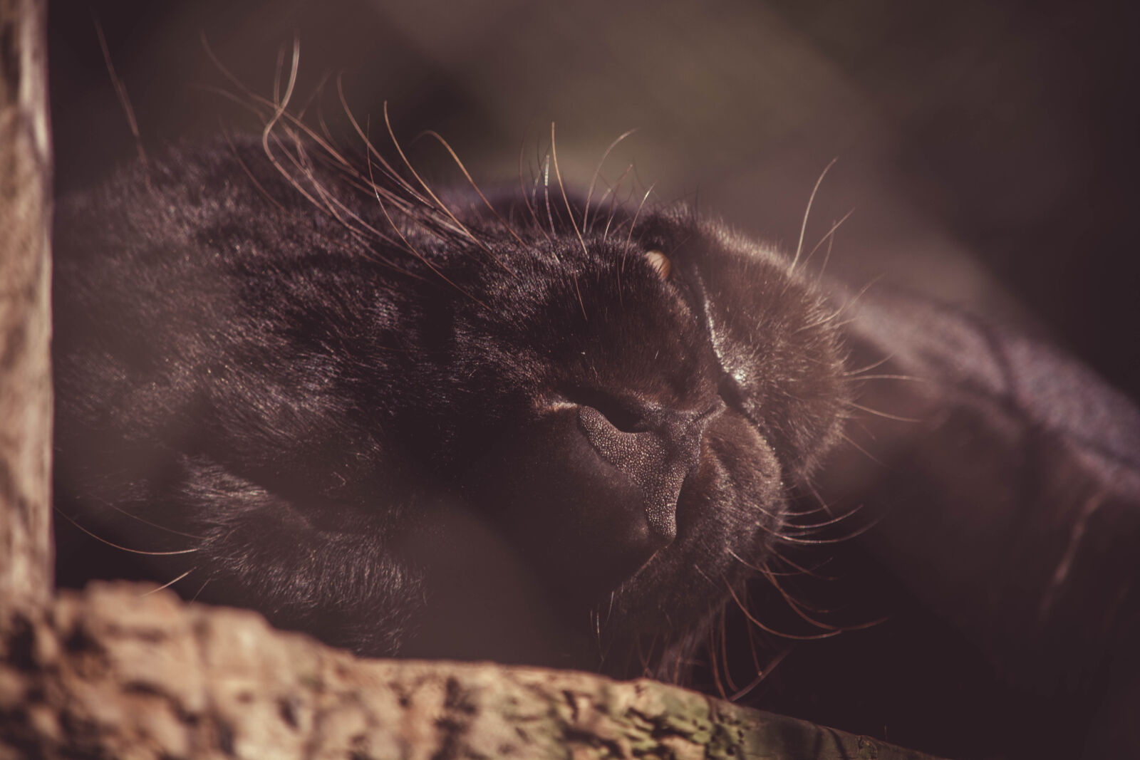 Nikon D5200 sample photo. Animal, black, blur, cat photography