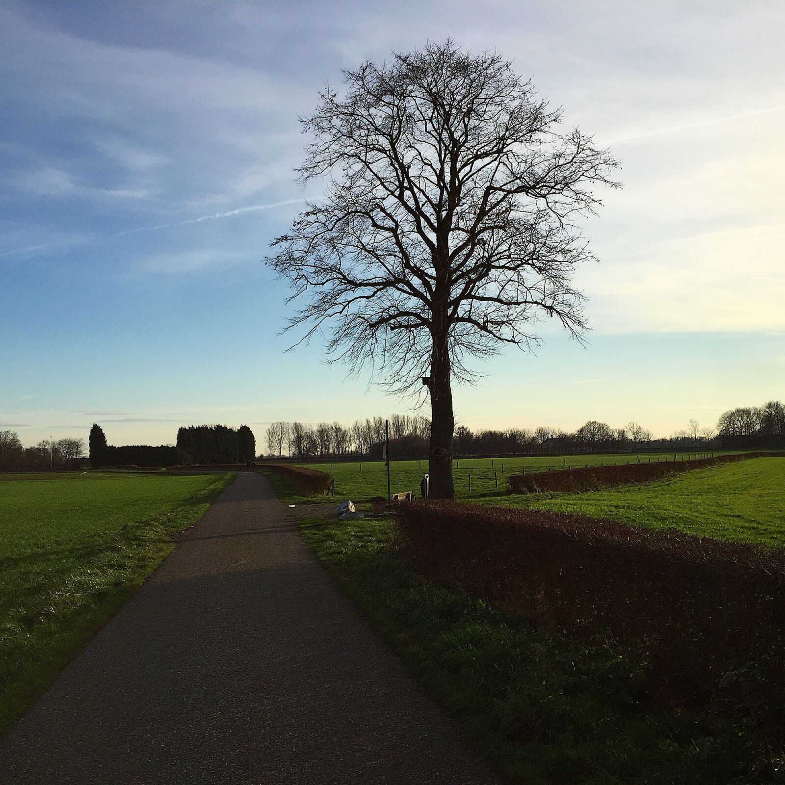 iPhone 6 Plus back camera 4.15mm f/2.2 sample photo. Road, tree, village photography
