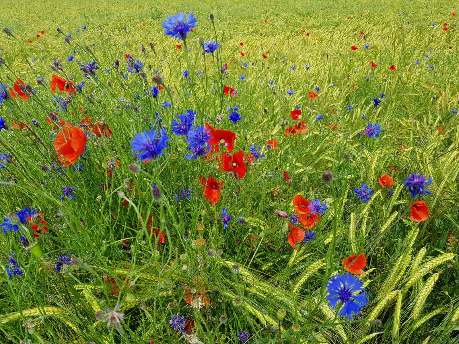 Samsung Galaxy S8 sample photo. Flowers, summer, cornfield photography