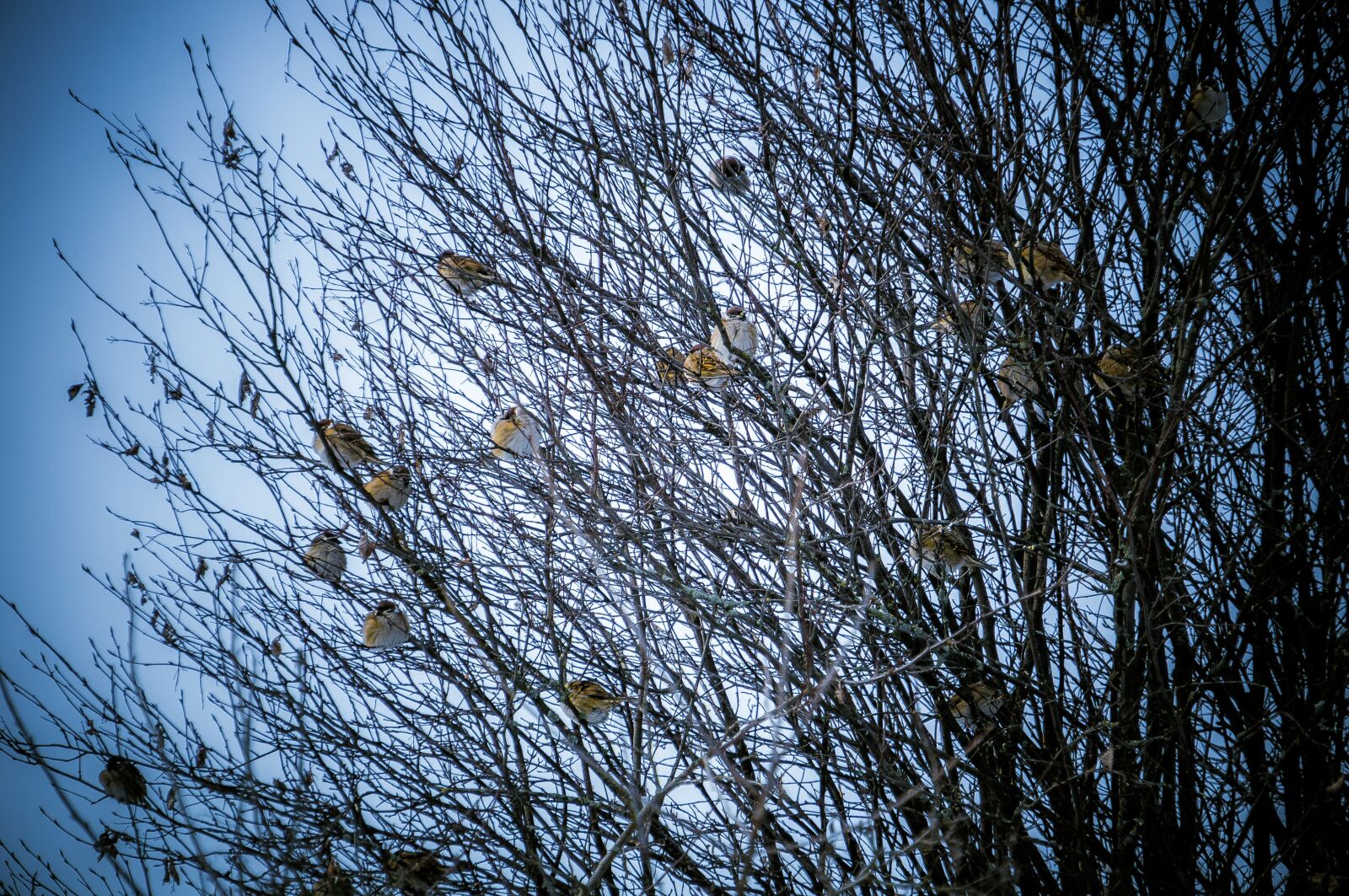 Sony E PZ 18-200mm F3.5-6.3 OSS sample photo. птицы, дерево, ветки photography