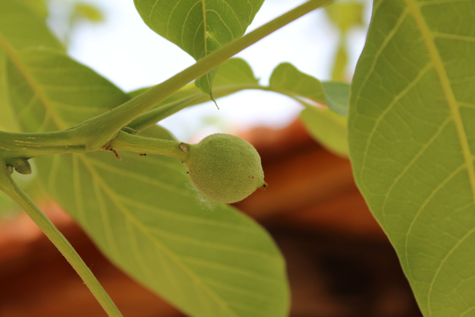 Canon EOS 600D (Rebel EOS T3i / EOS Kiss X5) sample photo. Leaves, lebanon, tree photography