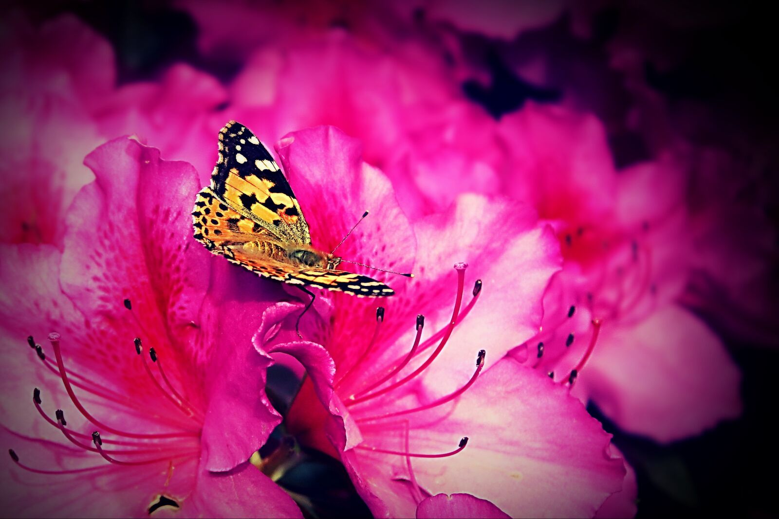 Canon EOS 600D (Rebel EOS T3i / EOS Kiss X5) sample photo. Flowers, butterfly, nature photography