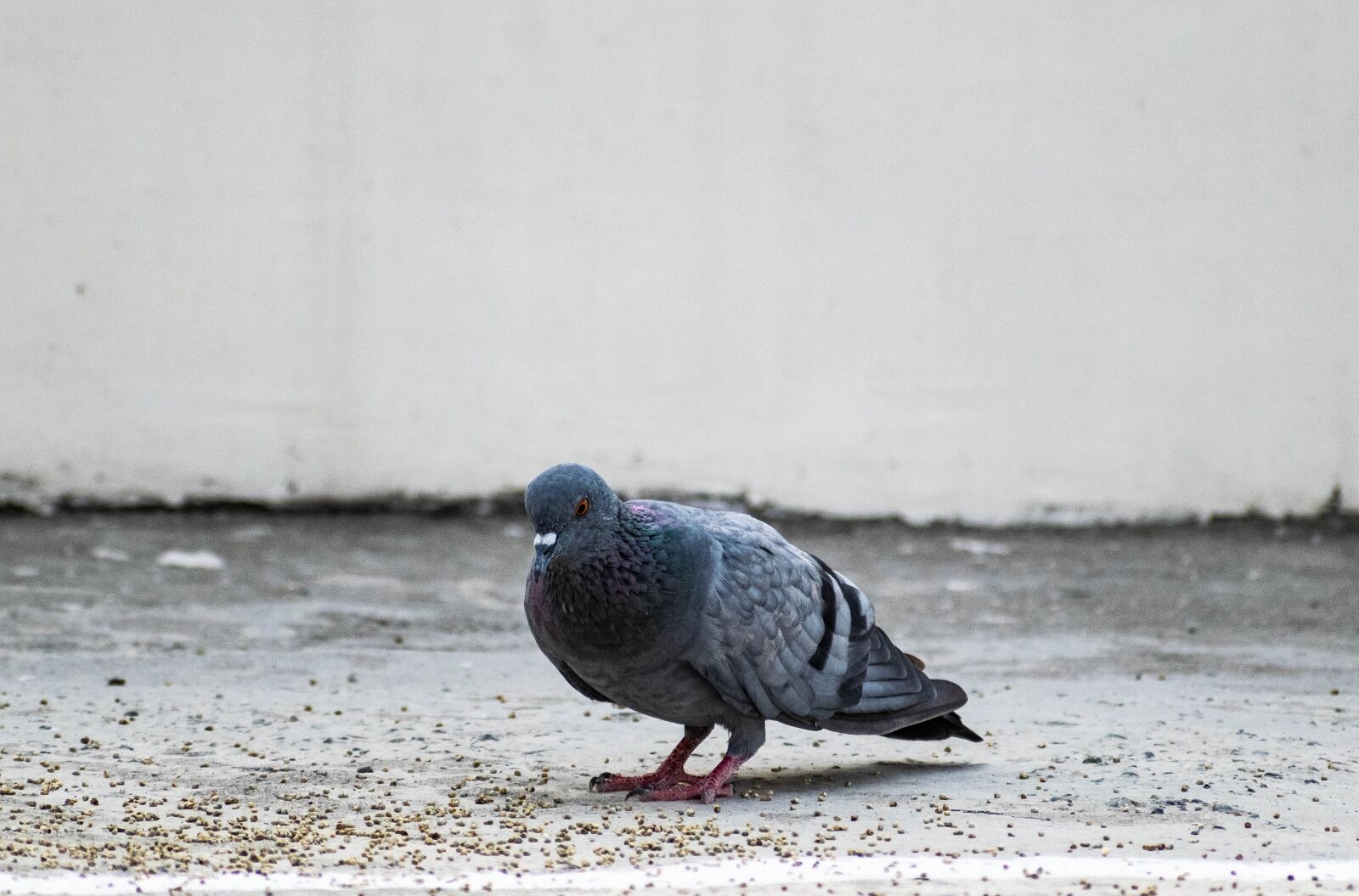 Nikon D3300 sample photo. Pigeon, peck, pigeons photography