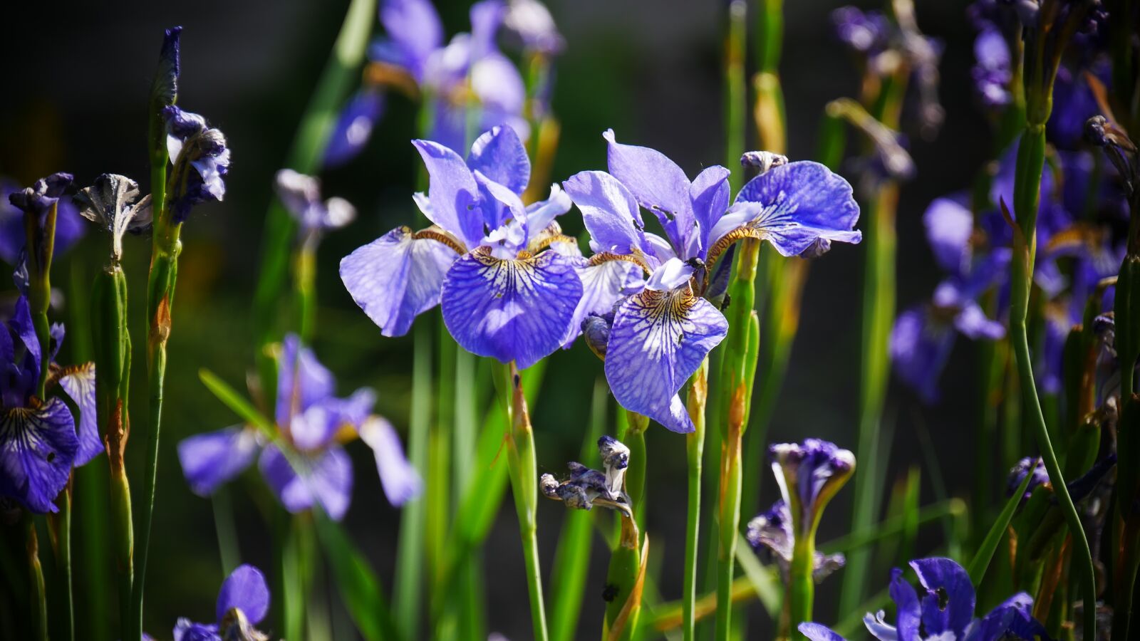 Panasonic Lumix DMC-G85 (Lumix DMC-G80) sample photo. Blue, purple, flower photography