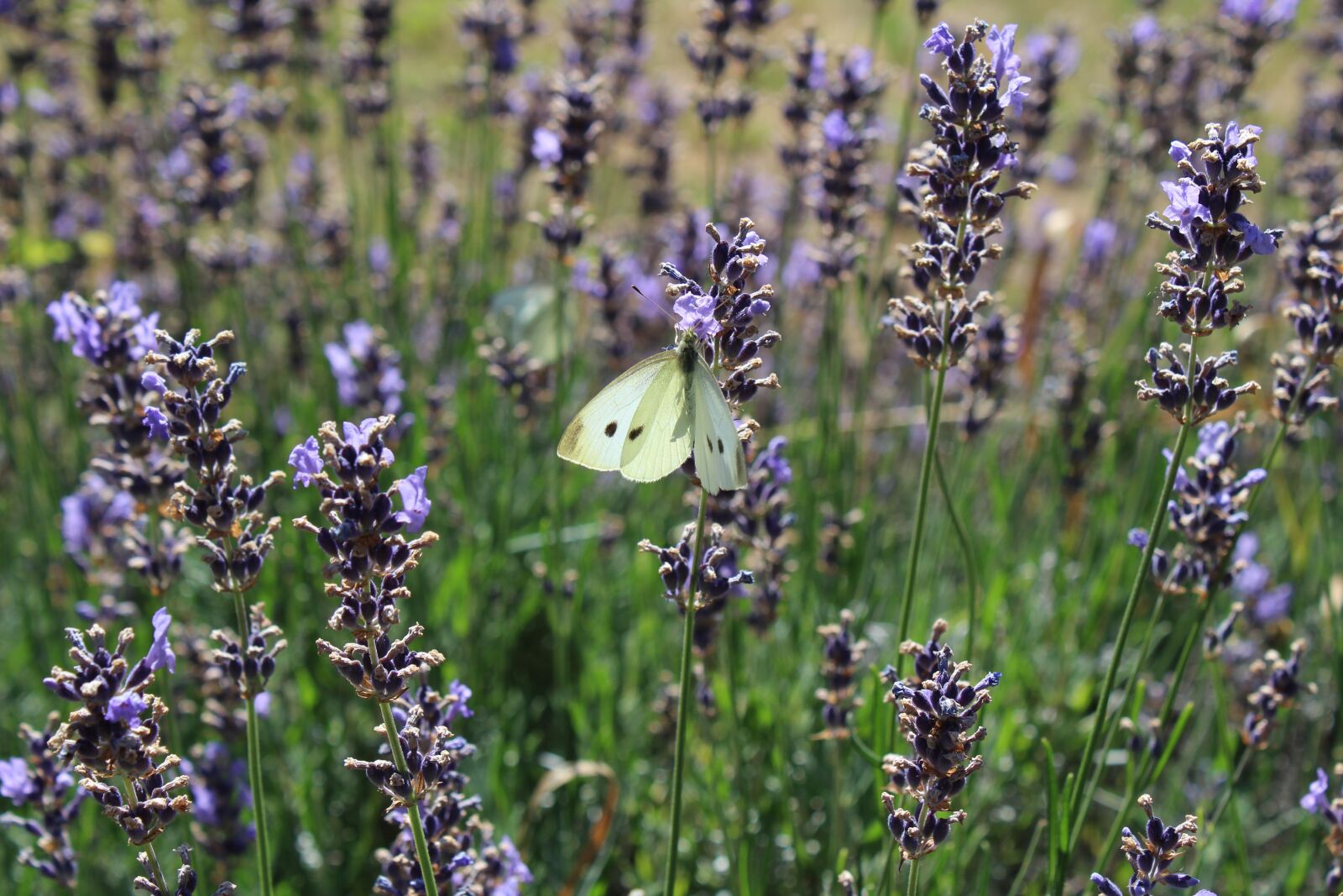 Canon EOS 1300D (EOS Rebel T6 / EOS Kiss X80) sample photo. Butterfly, blossom, bloom photography