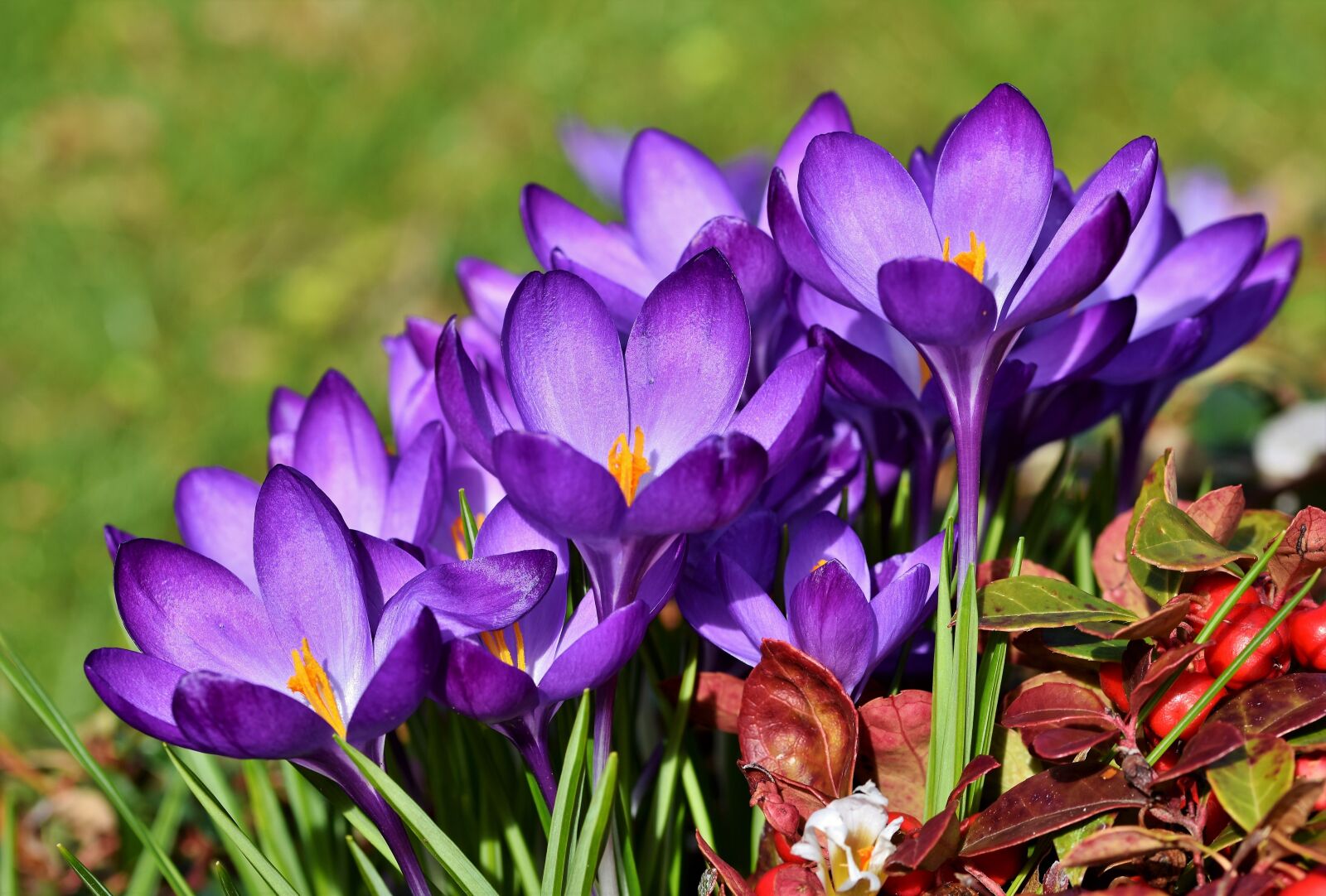Nikon D7200 sample photo. Crocus, schwertliliengewaechs, violet photography