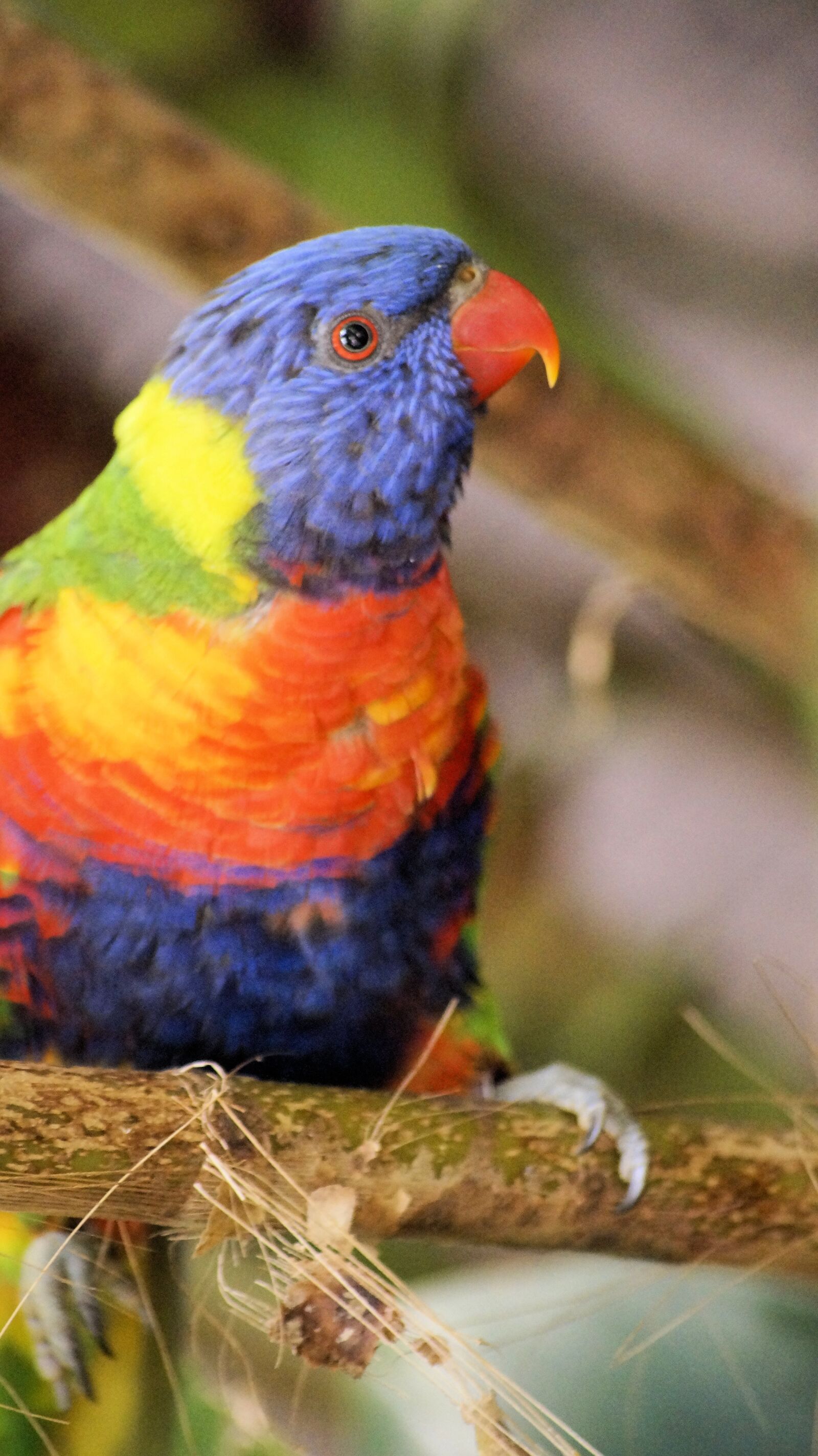 Sony SLT-A58 sample photo. Nature, birds, animal kingdom photography