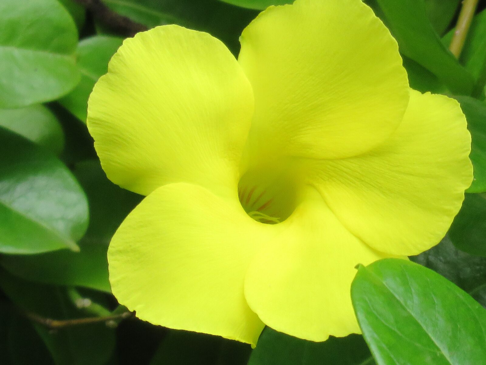 Canon PowerShot SX60 HS sample photo. Yellow flower, flower, closeup photography