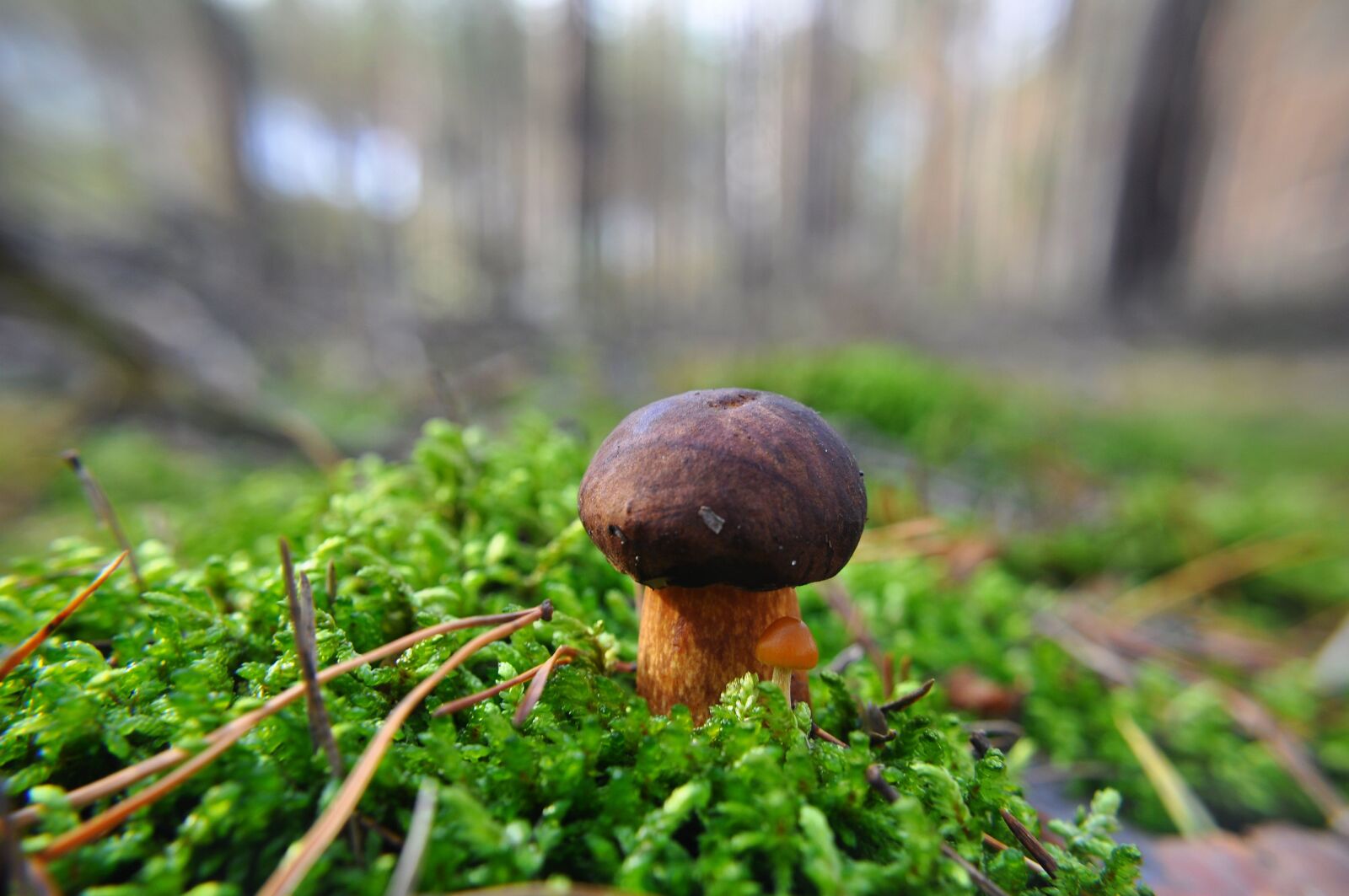 Nikon D5000 sample photo. Mushroom, forest, moss photography