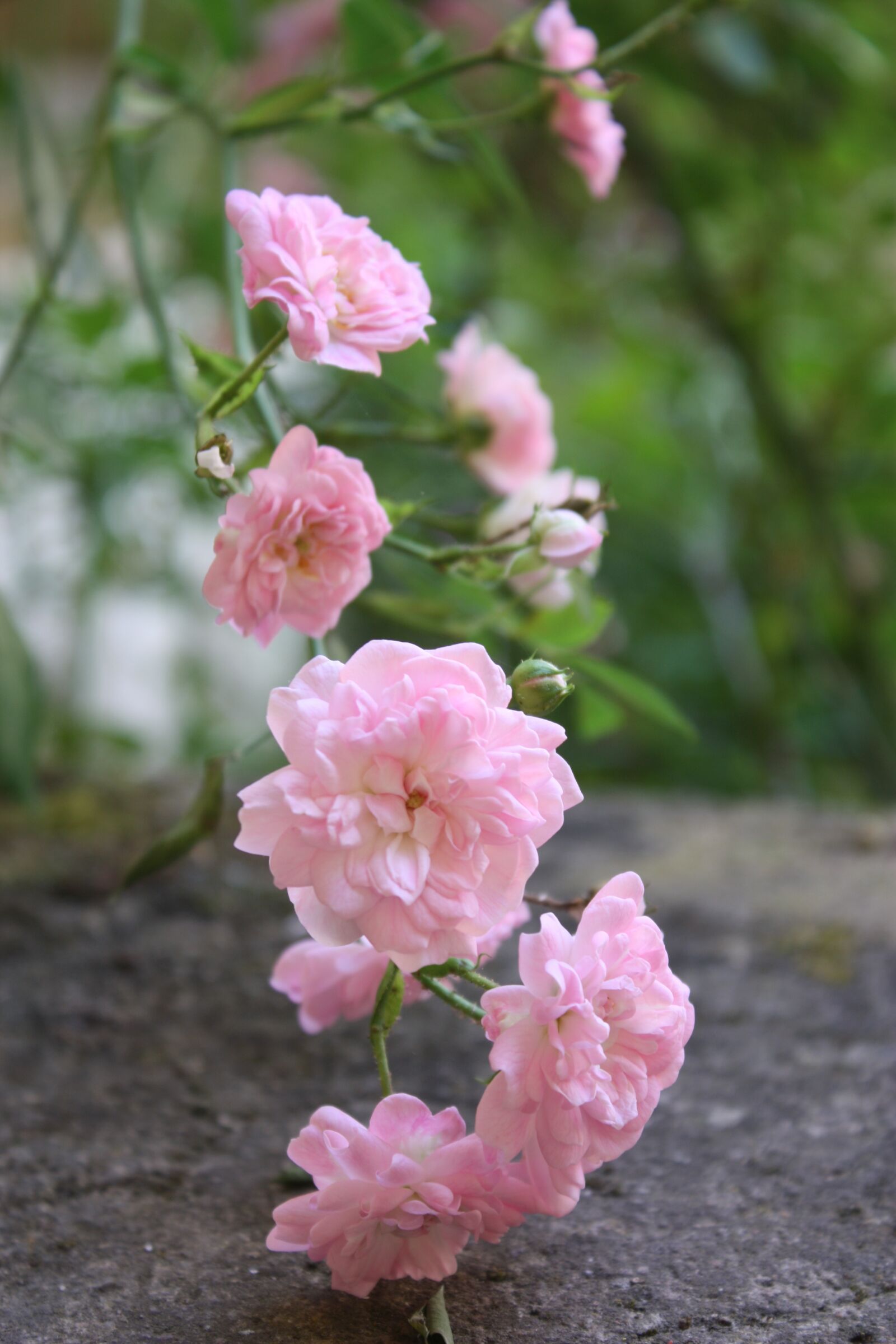 Canon EOS 450D (EOS Rebel XSi / EOS Kiss X2) sample photo. Pink, rosebush, rose hips photography