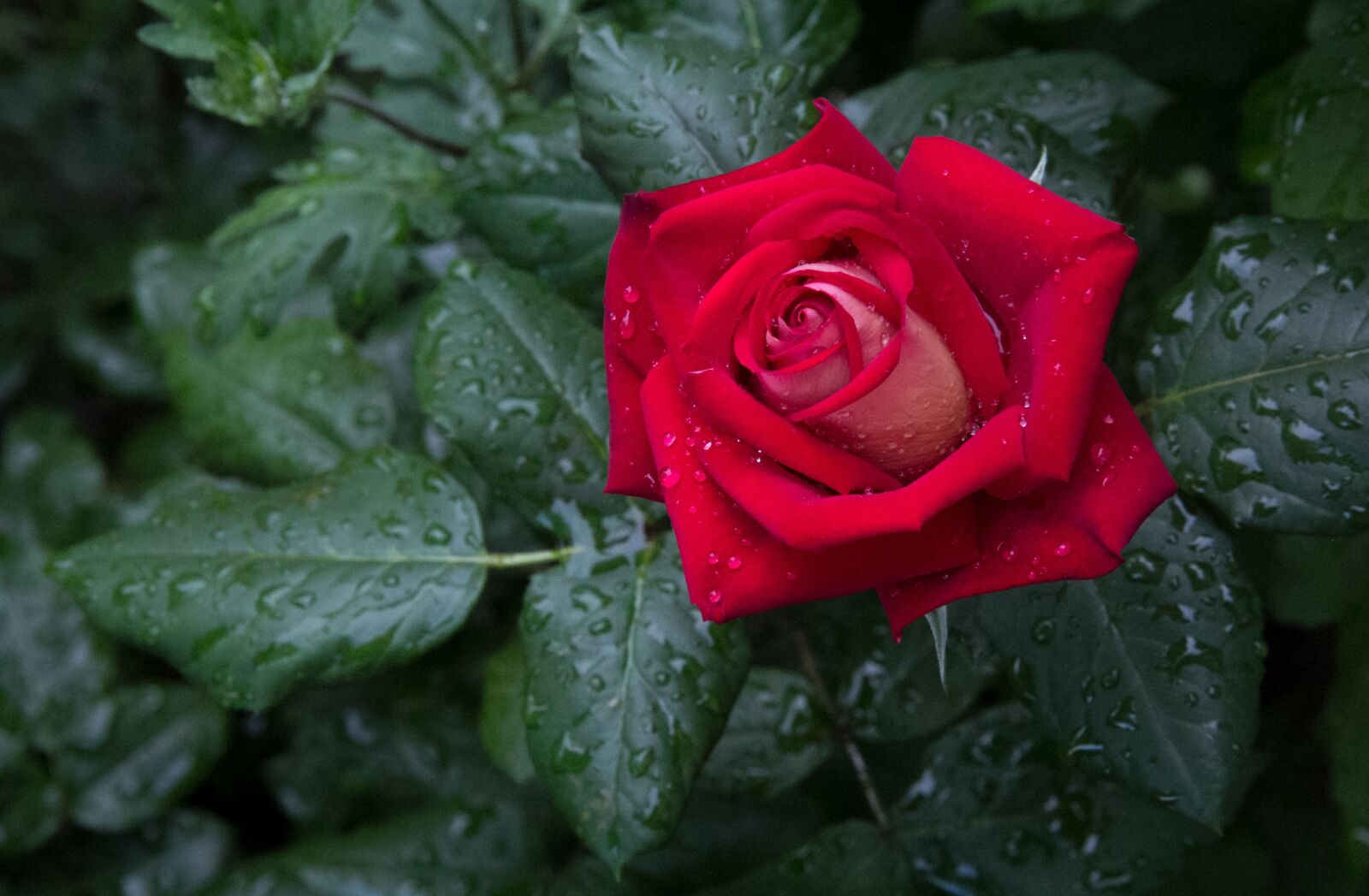 Canon EOS 60D sample photo. Rose, flower, roses photography