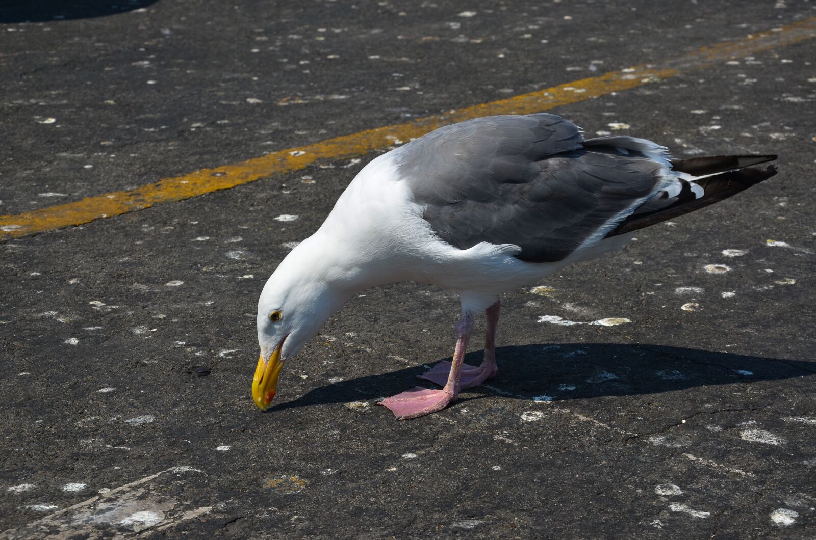 Nikon D5100 sample photo. Seagull, usa, bird photography