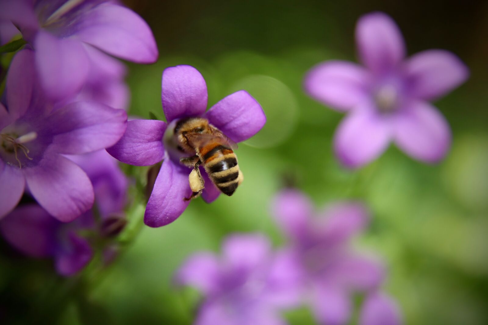 Canon EOS 800D (EOS Rebel T7i / EOS Kiss X9i) sample photo. Bellflower, bee, insect photography